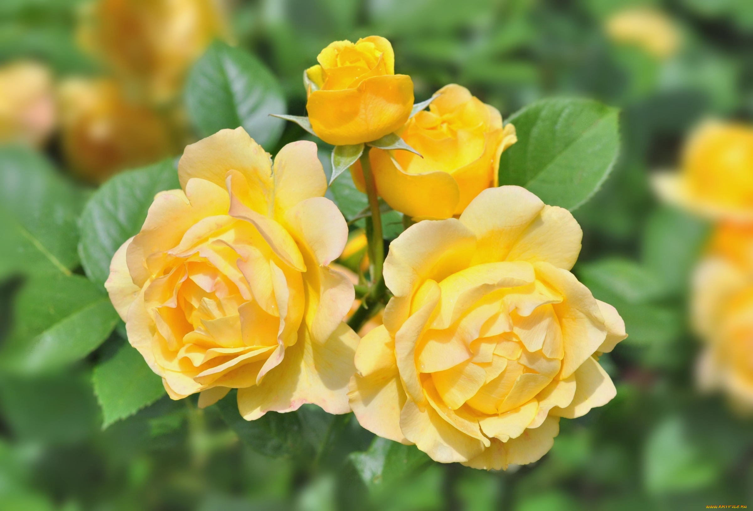 цветы, розы, желтый