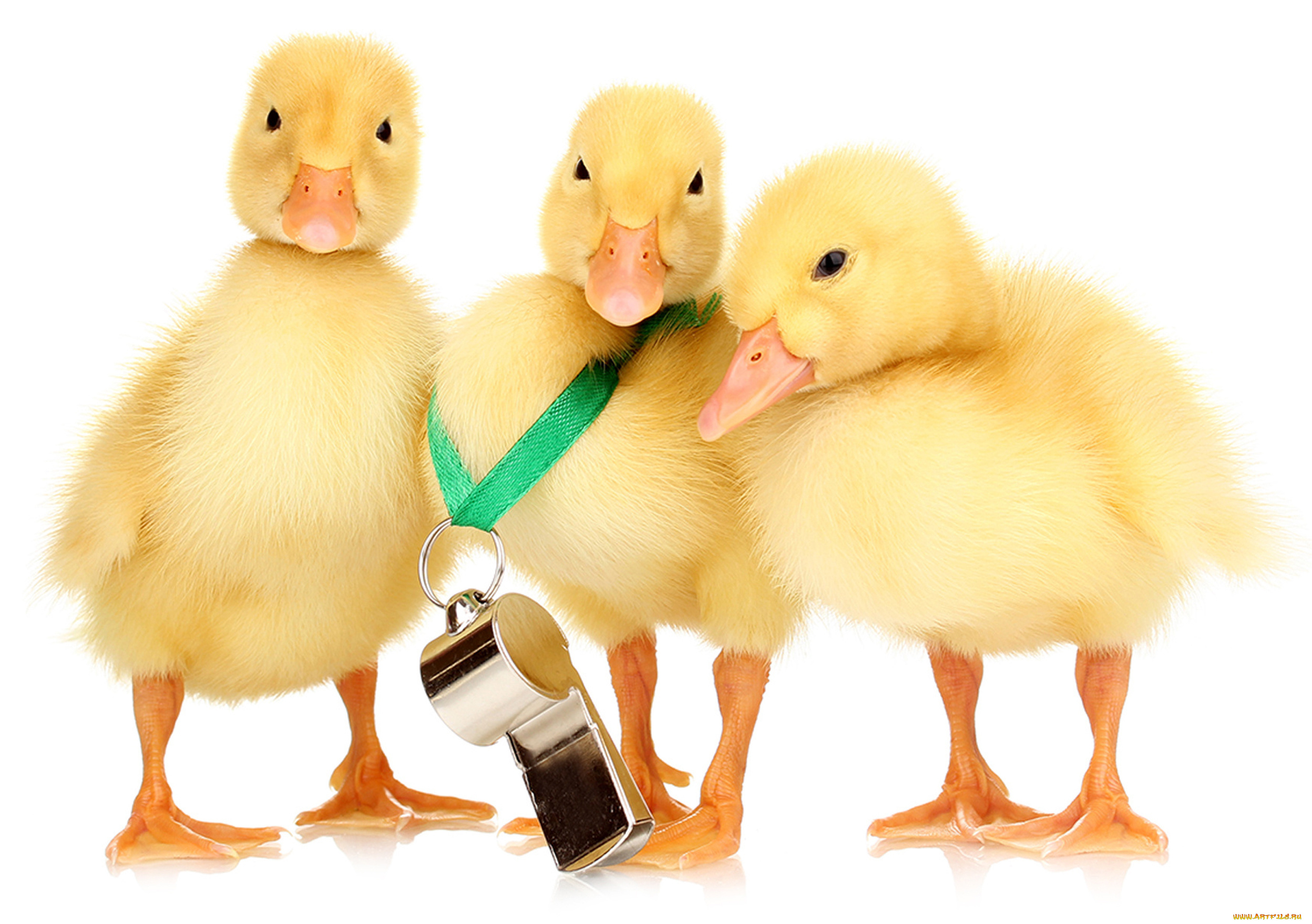 животные, утки, свисток