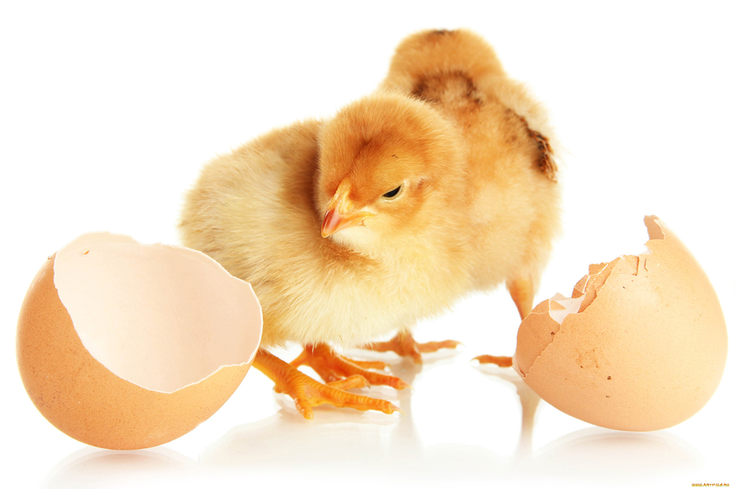 животные, куры, , петухи, скорлупа, цыплята