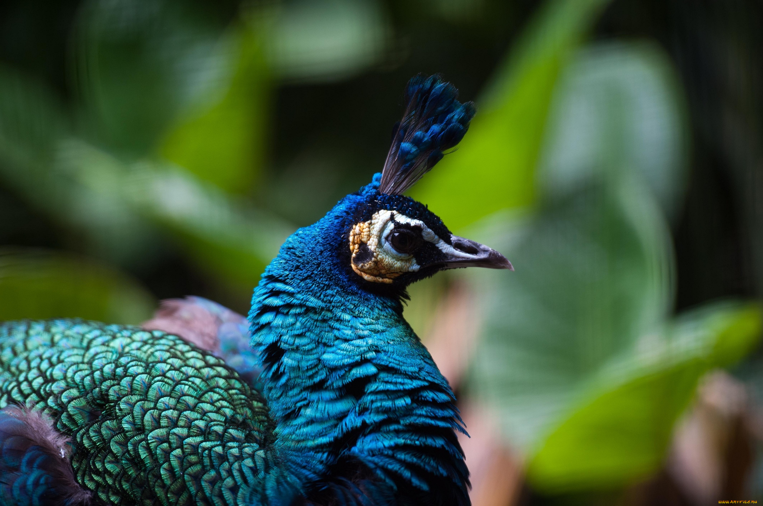 животные, павлины, профиль, хохолок, клюв, оперение