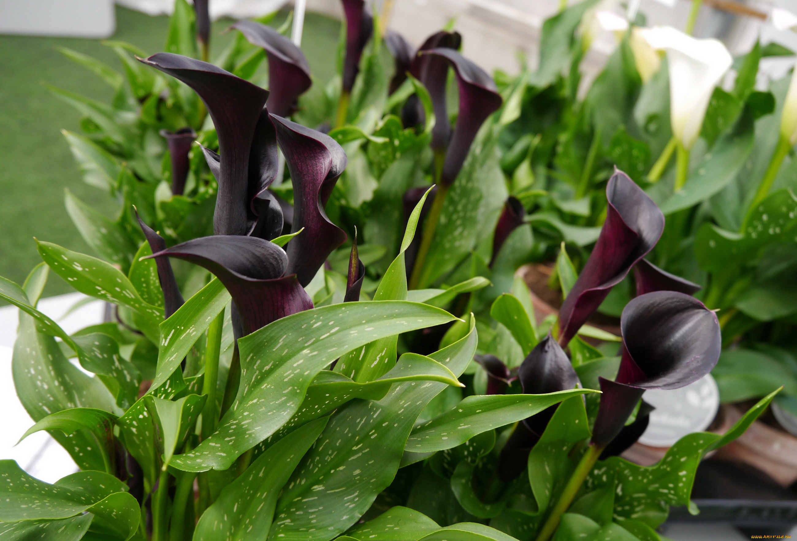 цветы, каллы, куст