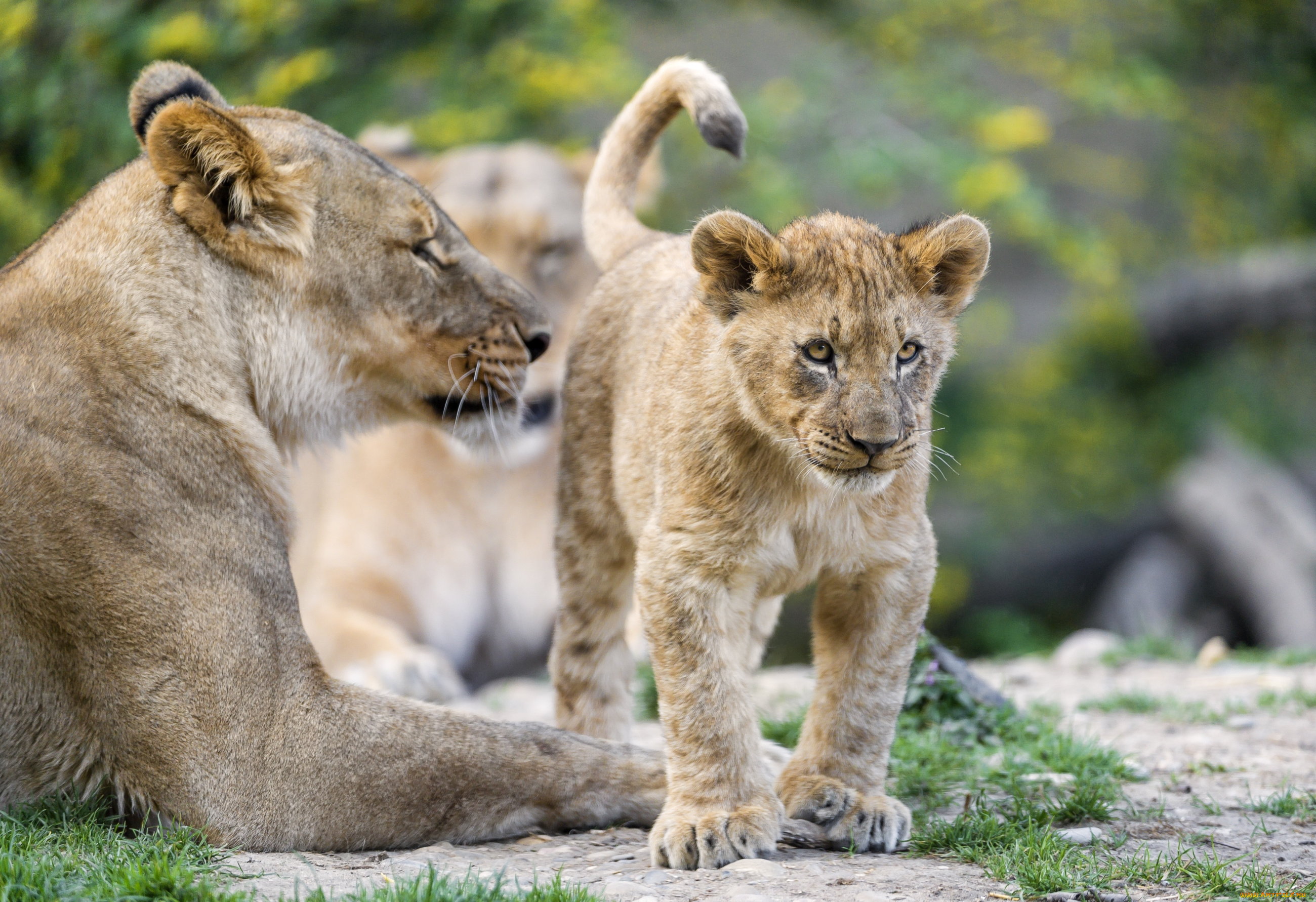 животные, львы, малыш