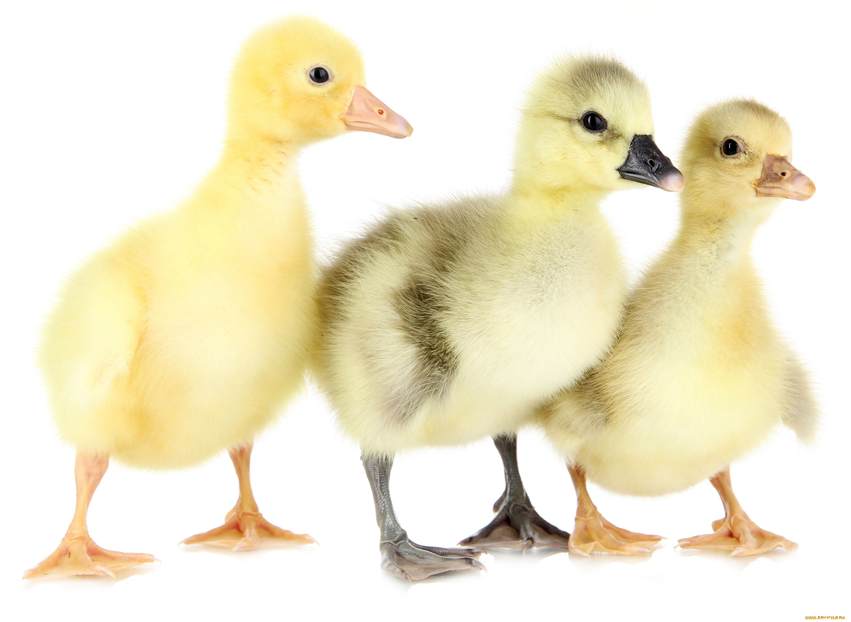 животные, утки, утята