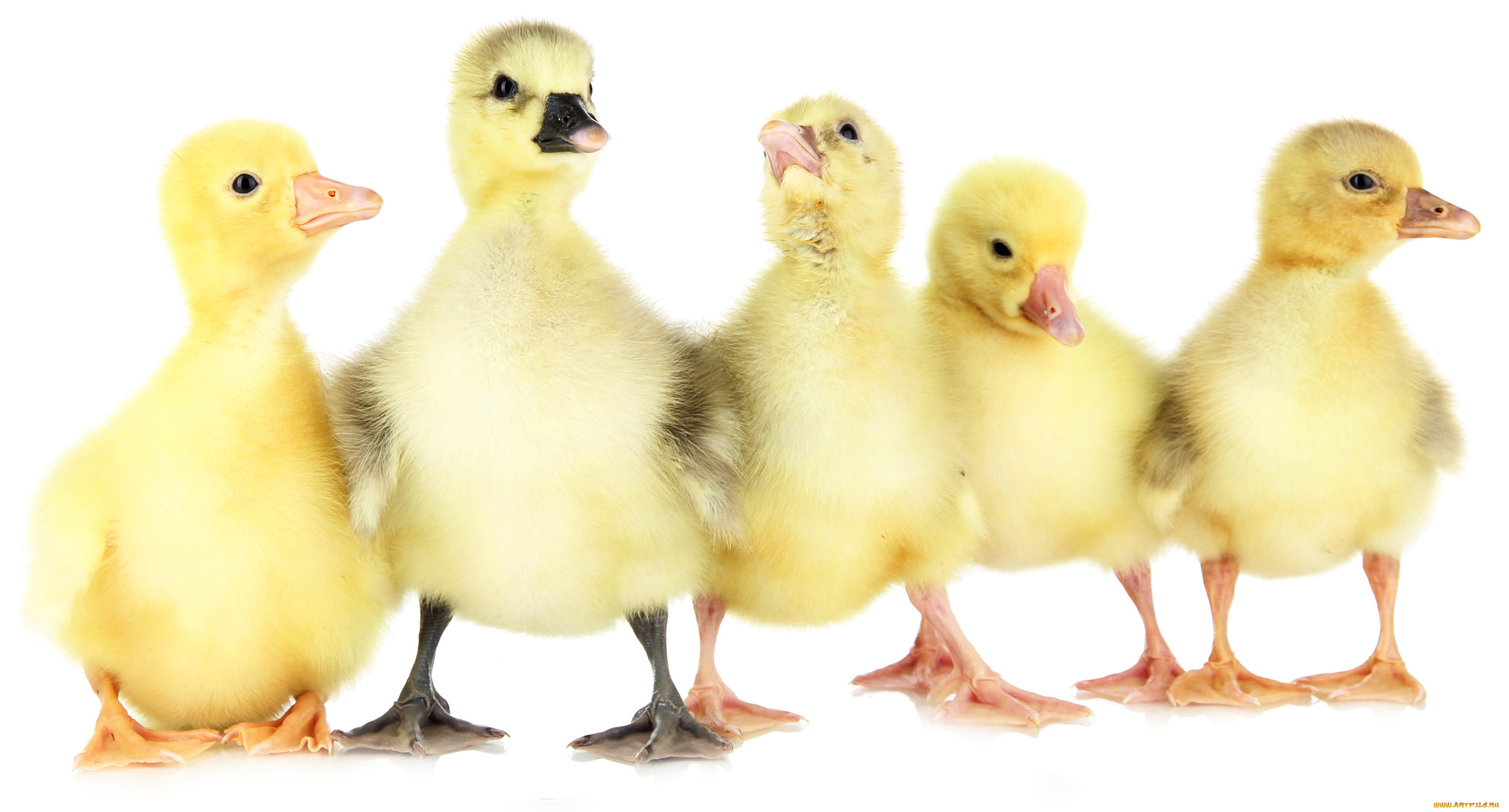 животные, утки, утята
