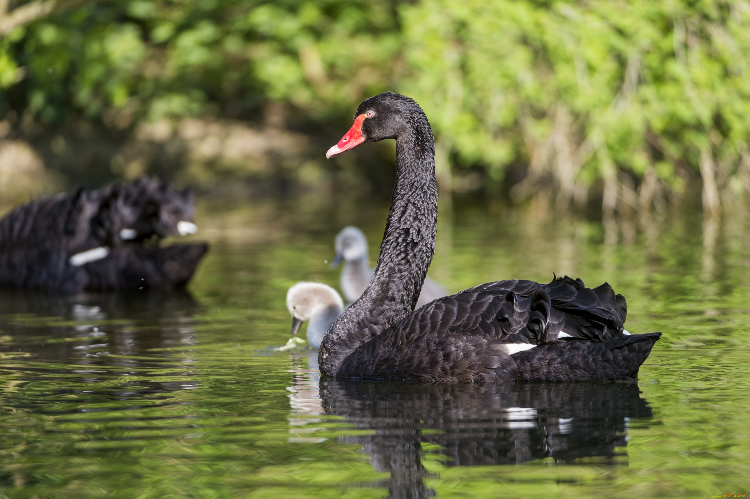 животные, лебеди, черный