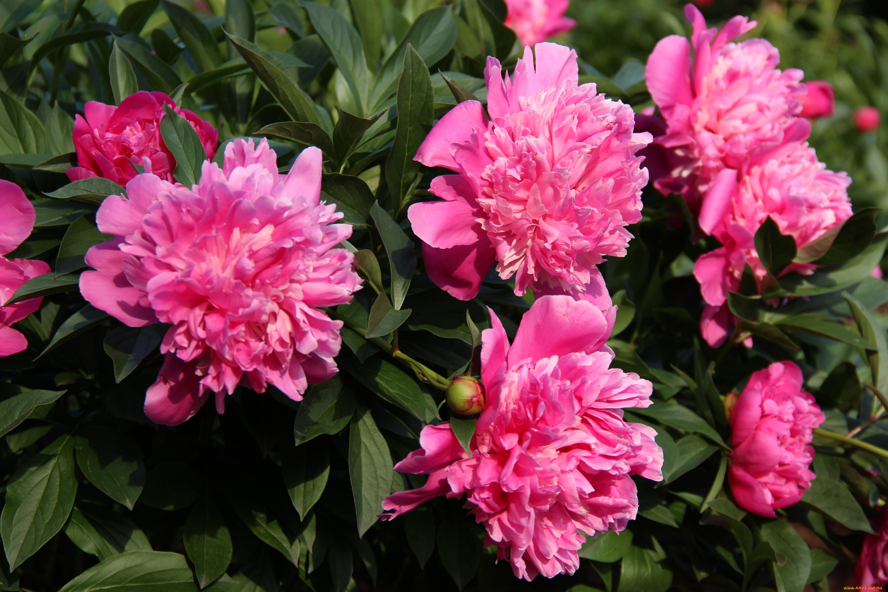 цветы, пионы, куст