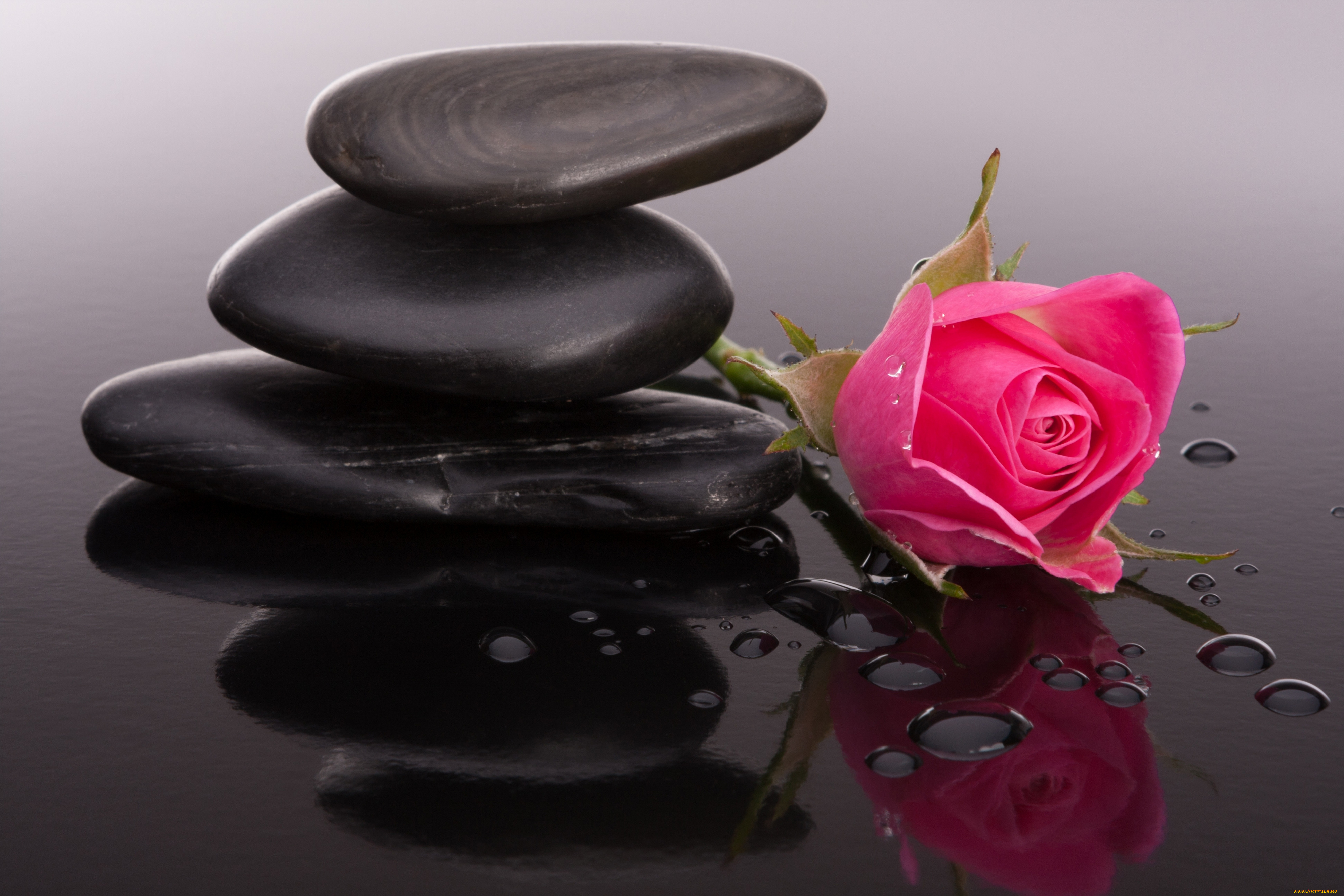 цветы, розы, бутоны, камни, роза, капли