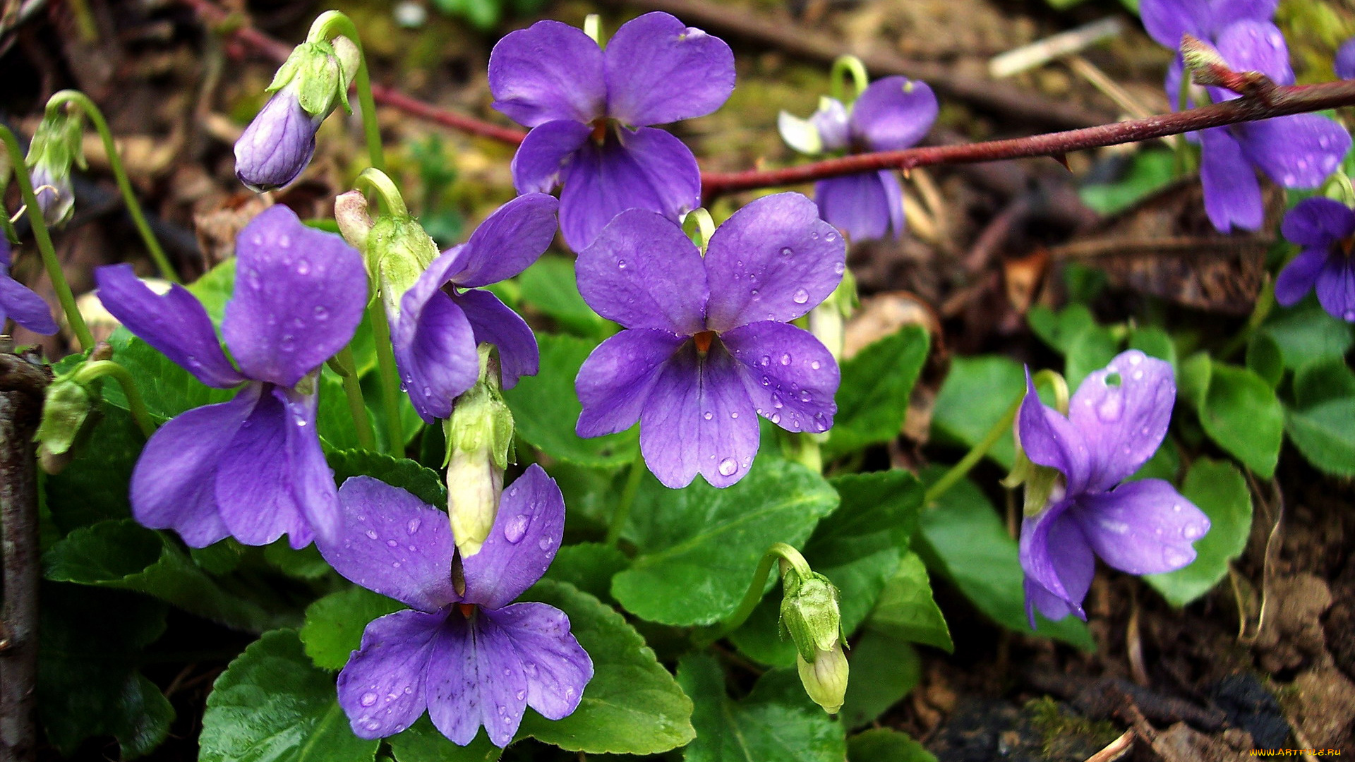 цветы, фиалки, синий