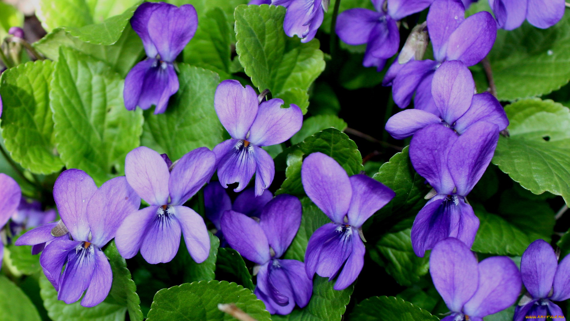 цветы, фиалки, синий