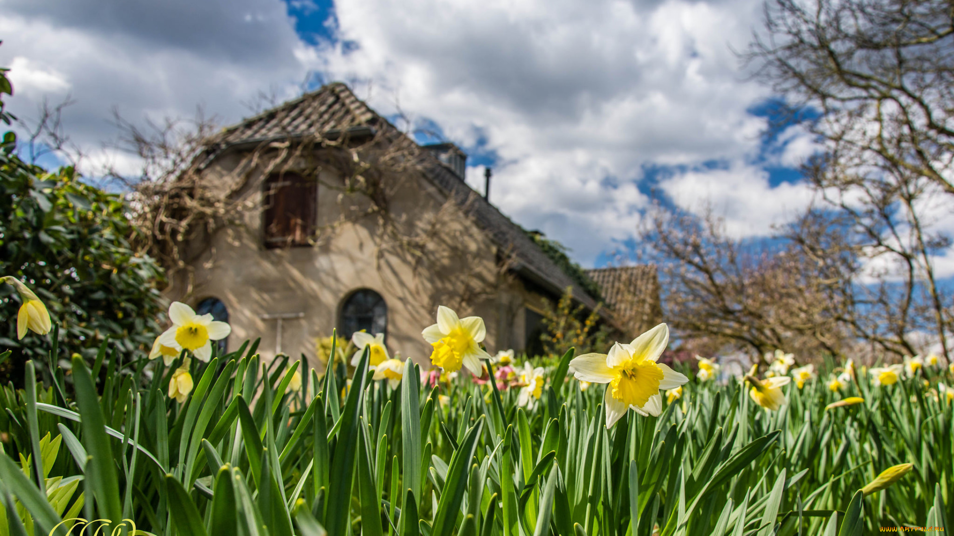 цветы, нарциссы, размытость, дом, весна