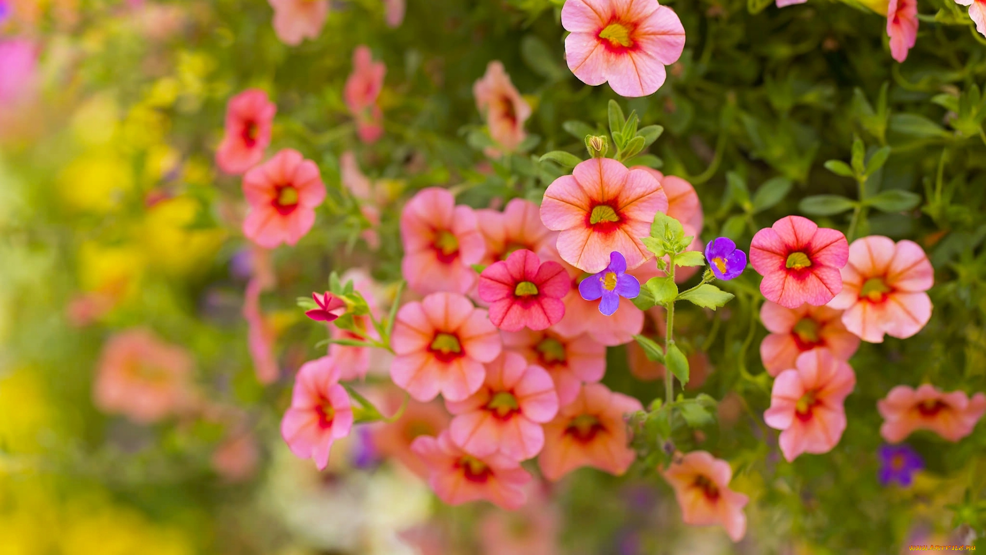 цветы, петунии, , калибрахоа, петуния, боке, макро