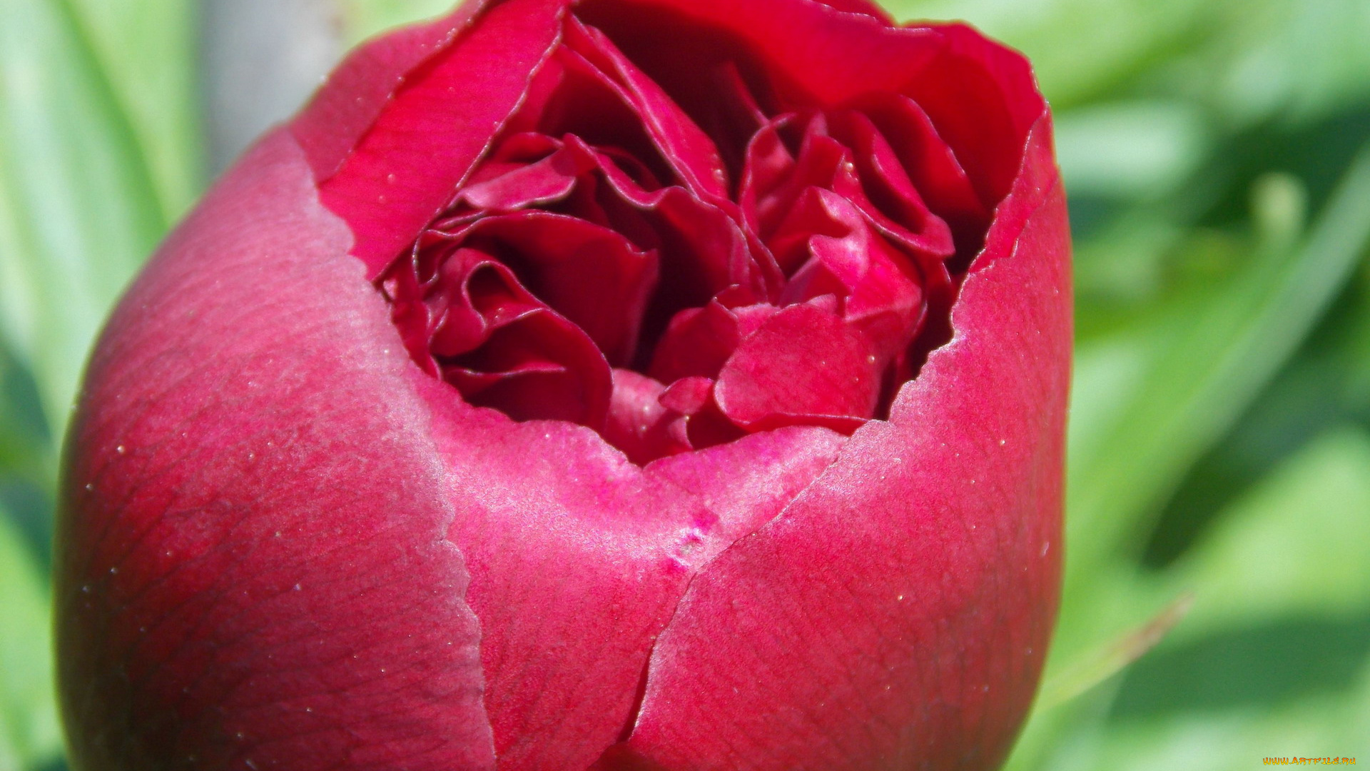 цветы, пионы, бутон