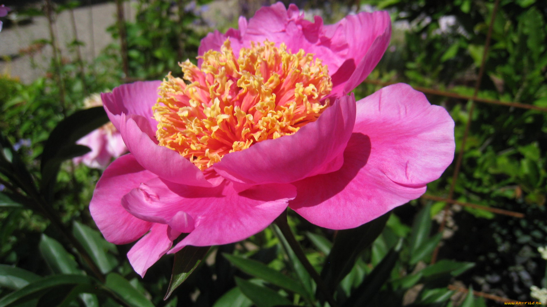 цветы, пионы, розовый