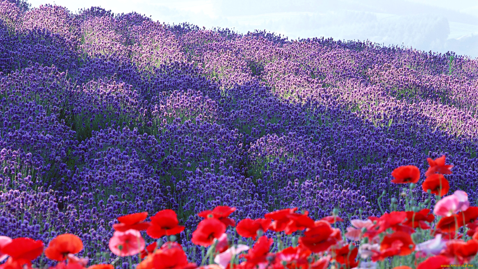 цветы, разные, вместе, франция, прованс, лаванда, лепестки, маки, плантация