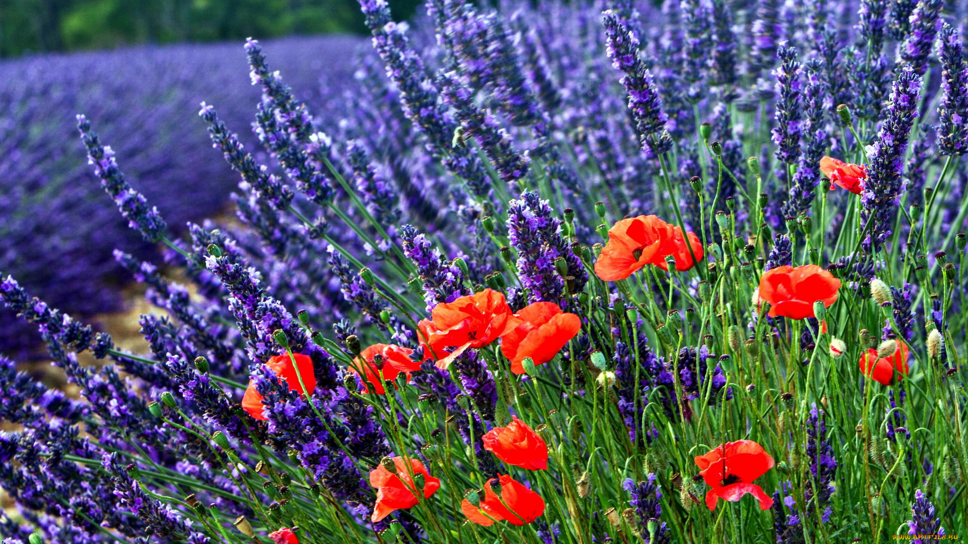 цветы, разные, вместе, лаванда, мак
