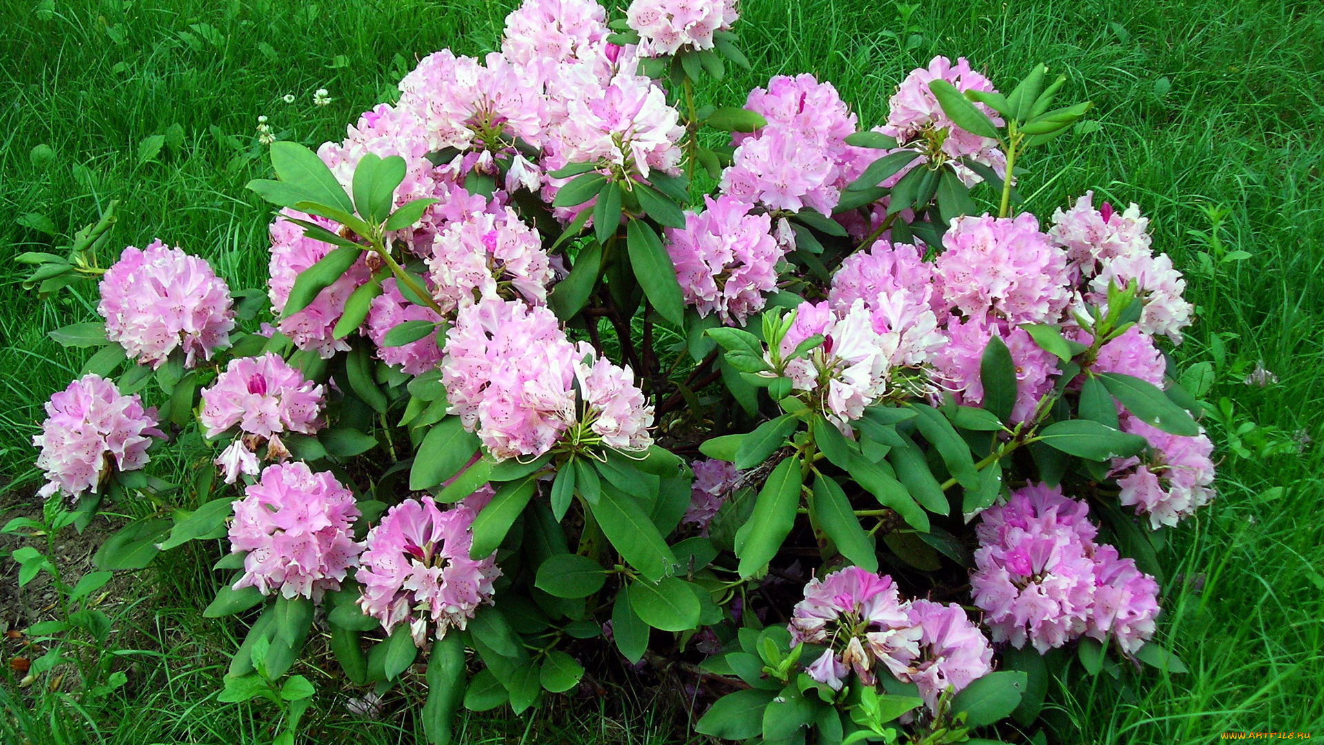 цветы, рододендроны, , азалии, розовый, куст, трава