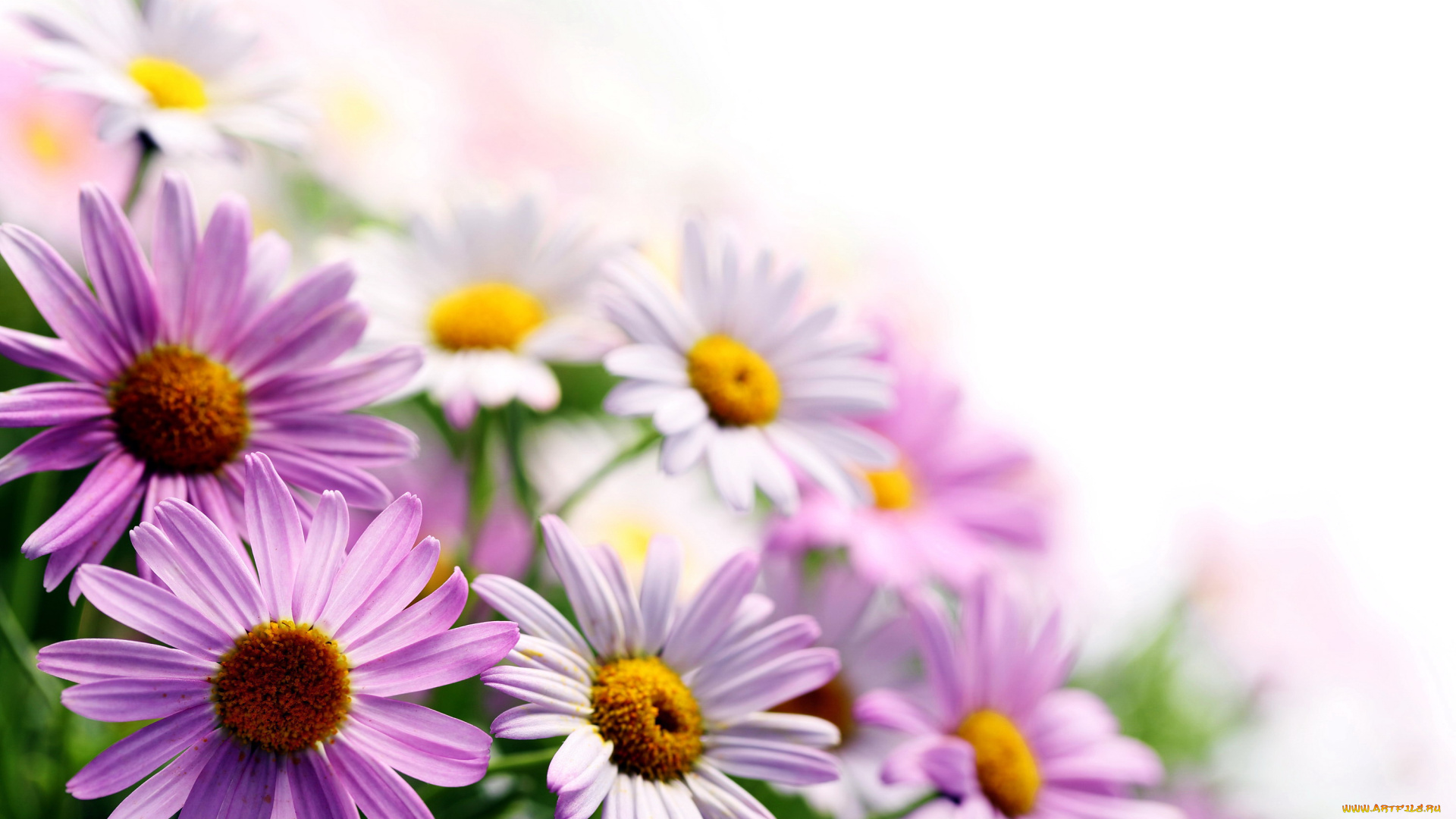 цветы, ромашки, лиловый