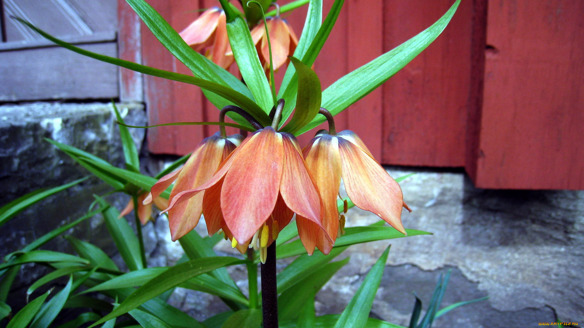 цветы, рябчики, экзотика