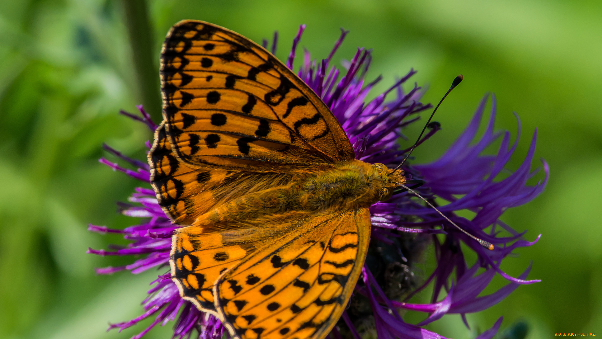 животные, бабочки, , мотыльки, , моли, бабочка