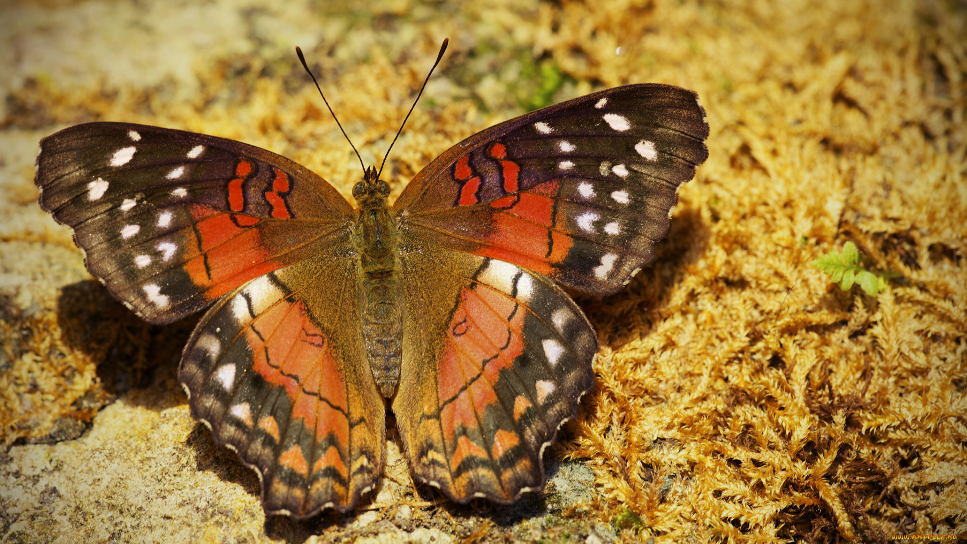 животные, бабочки, , мотыльки, , моли, бабочка