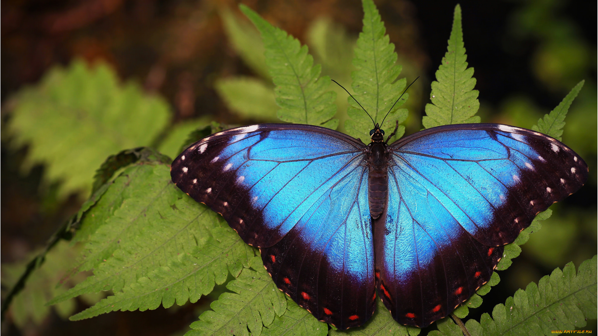 животные, бабочки, , мотыльки, , моли, бабочка