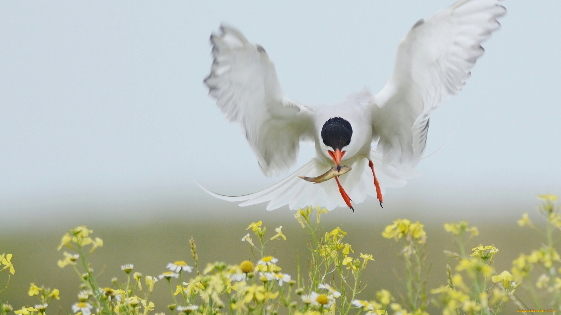 животные, Чайки, , бакланы, , крачки, цветы, крылья, полёт, рыбка, добыча, улов, птица, крачка