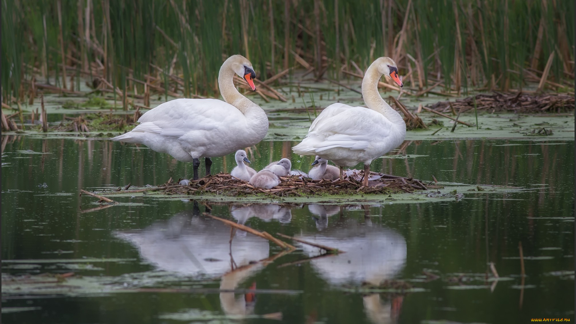 животные, лебеди, гнездовье
