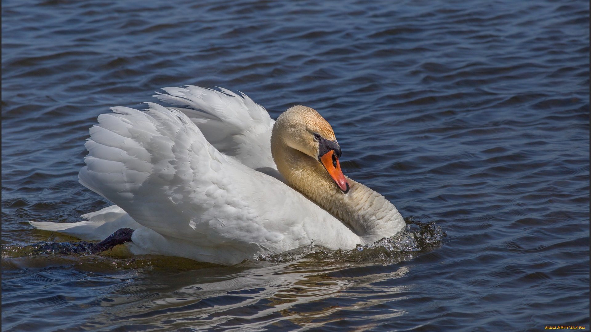животные, лебеди, лебедь