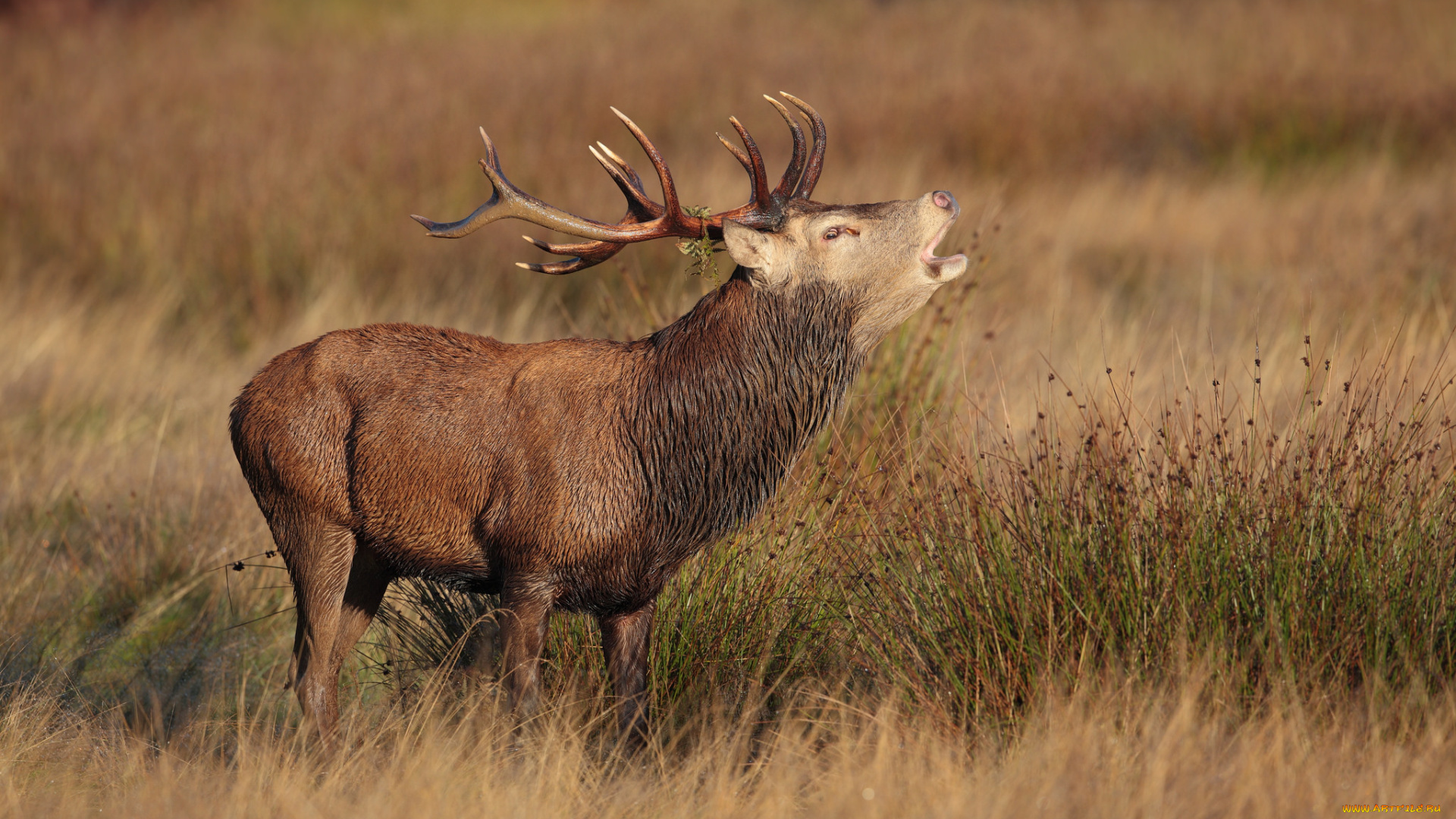 животные, олени, олень, рога