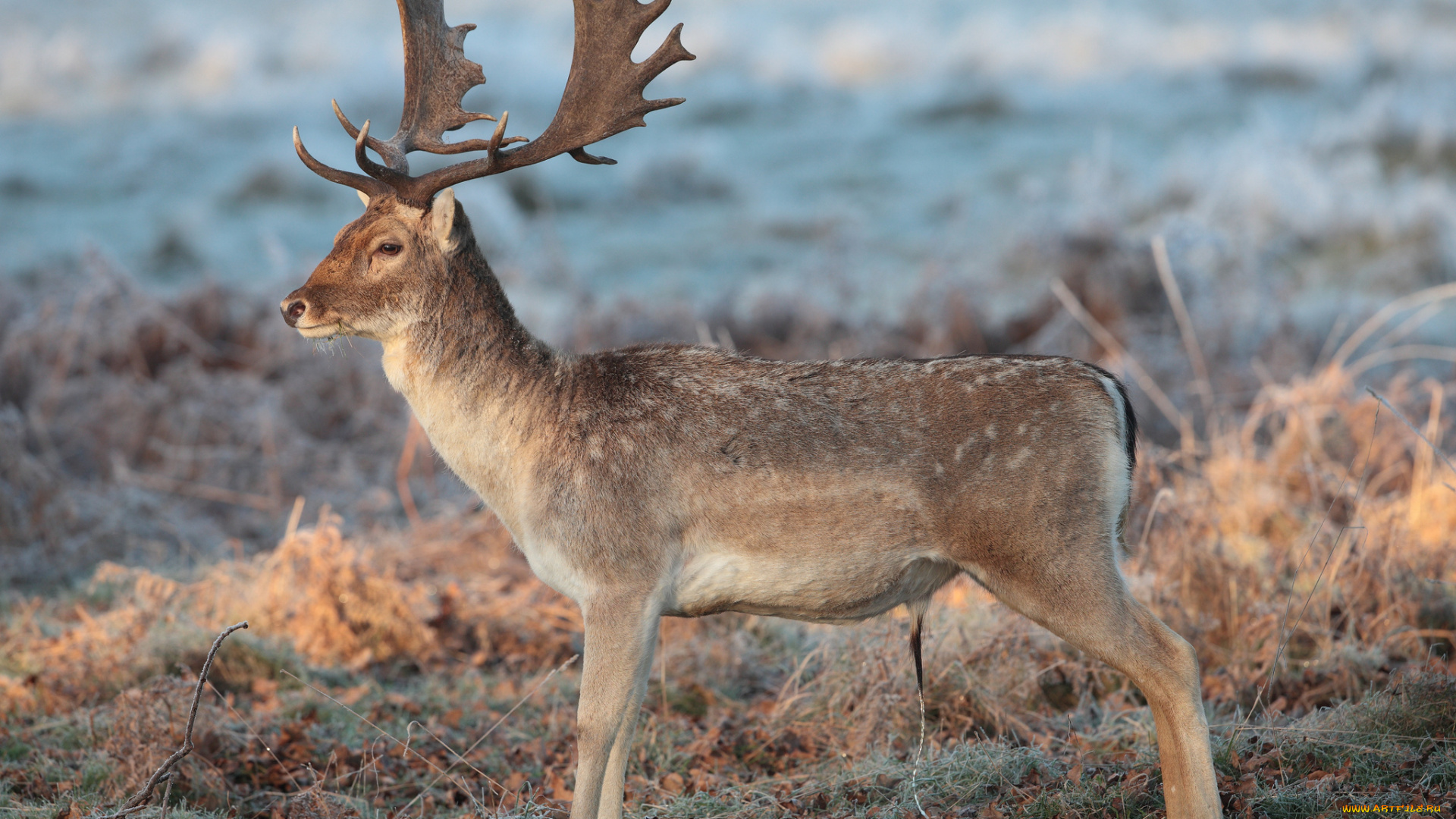 животные, олени, олень, рога