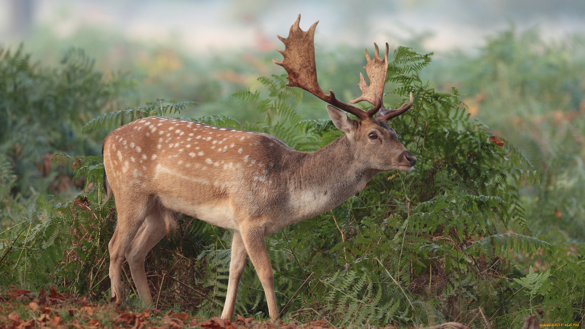 животные, олени, олень, рога