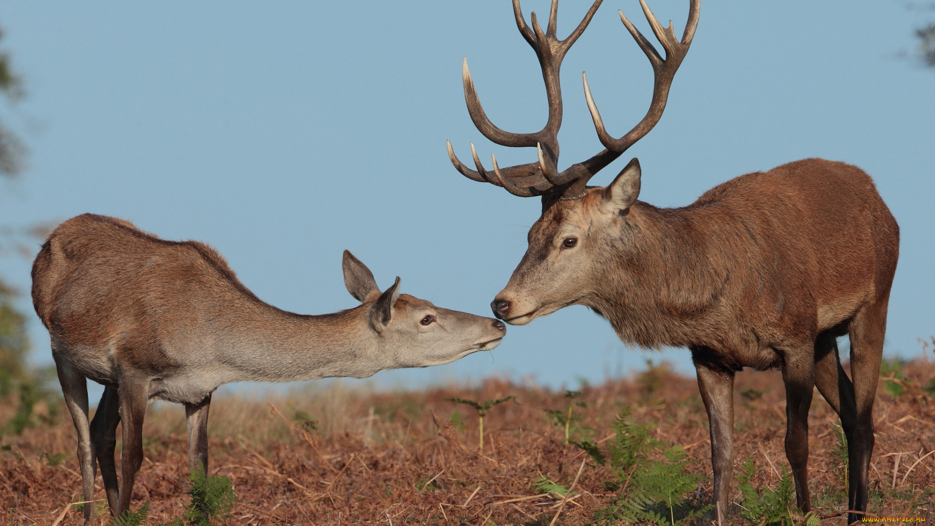 животные, олени, олень, рога