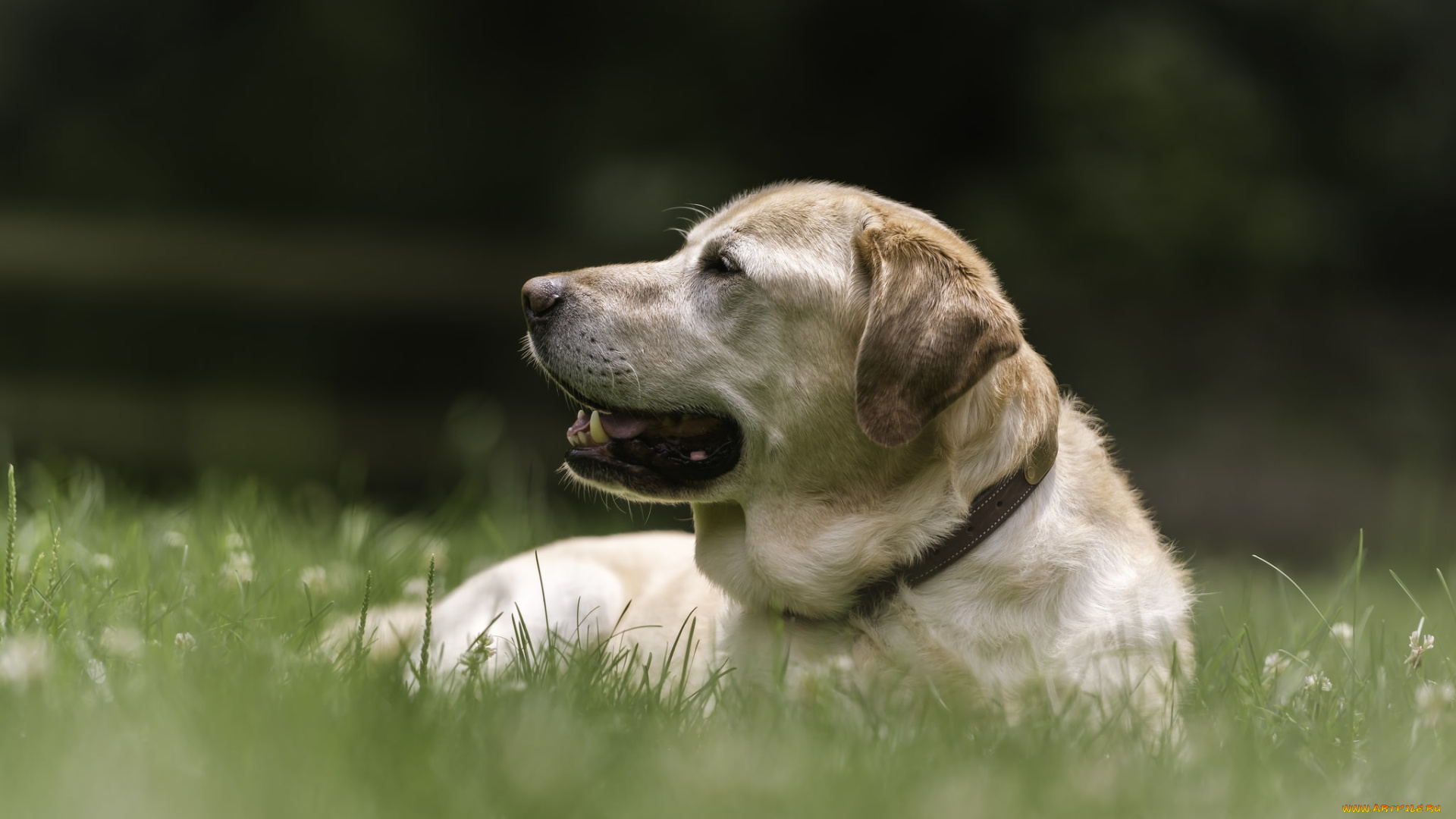 животные, собаки, отдых, лабрадор-ретривер, собака, трава, пёс