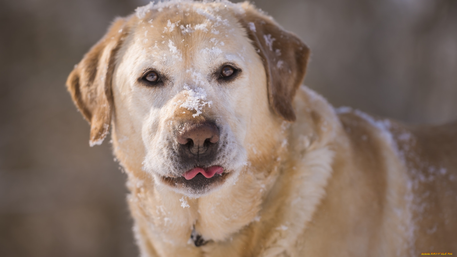 животные, собаки, снег, морда, пёс, собака, лабрадор-ретривер