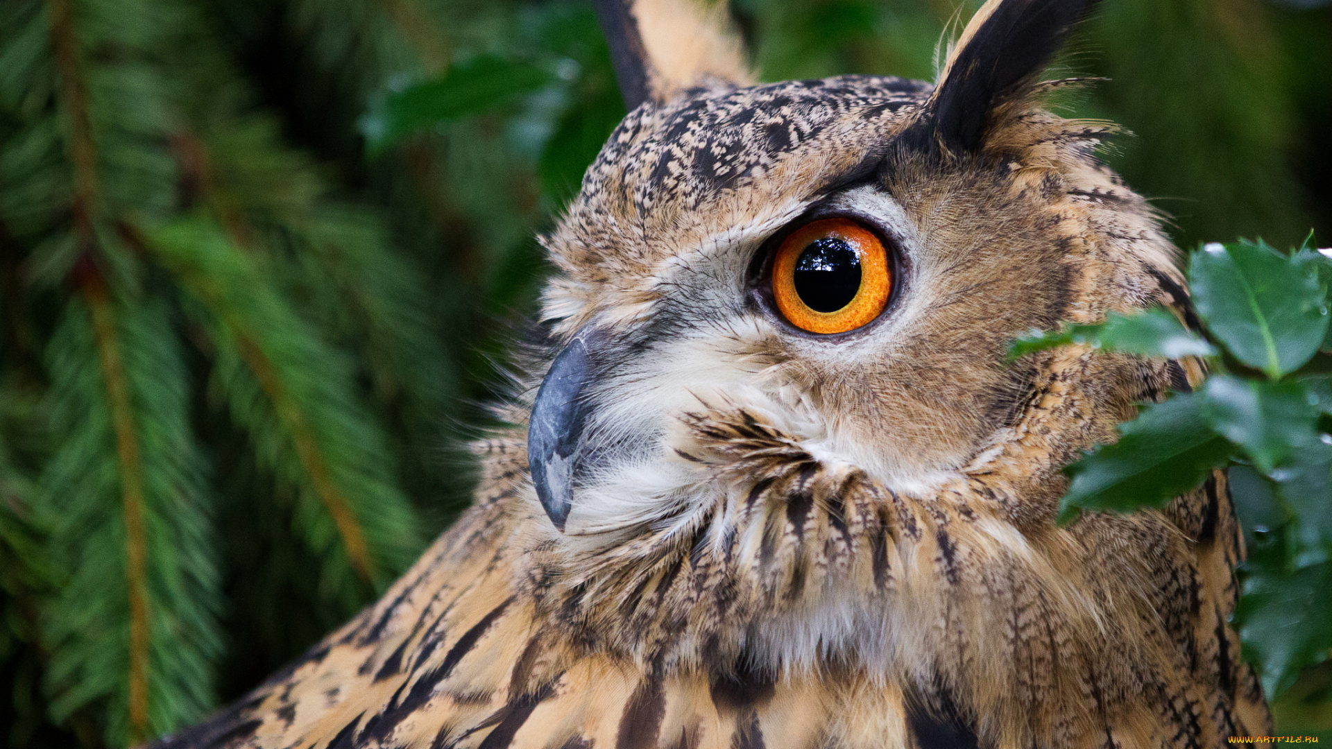 животные, совы, портрет, птица, сова, филин, виргинский