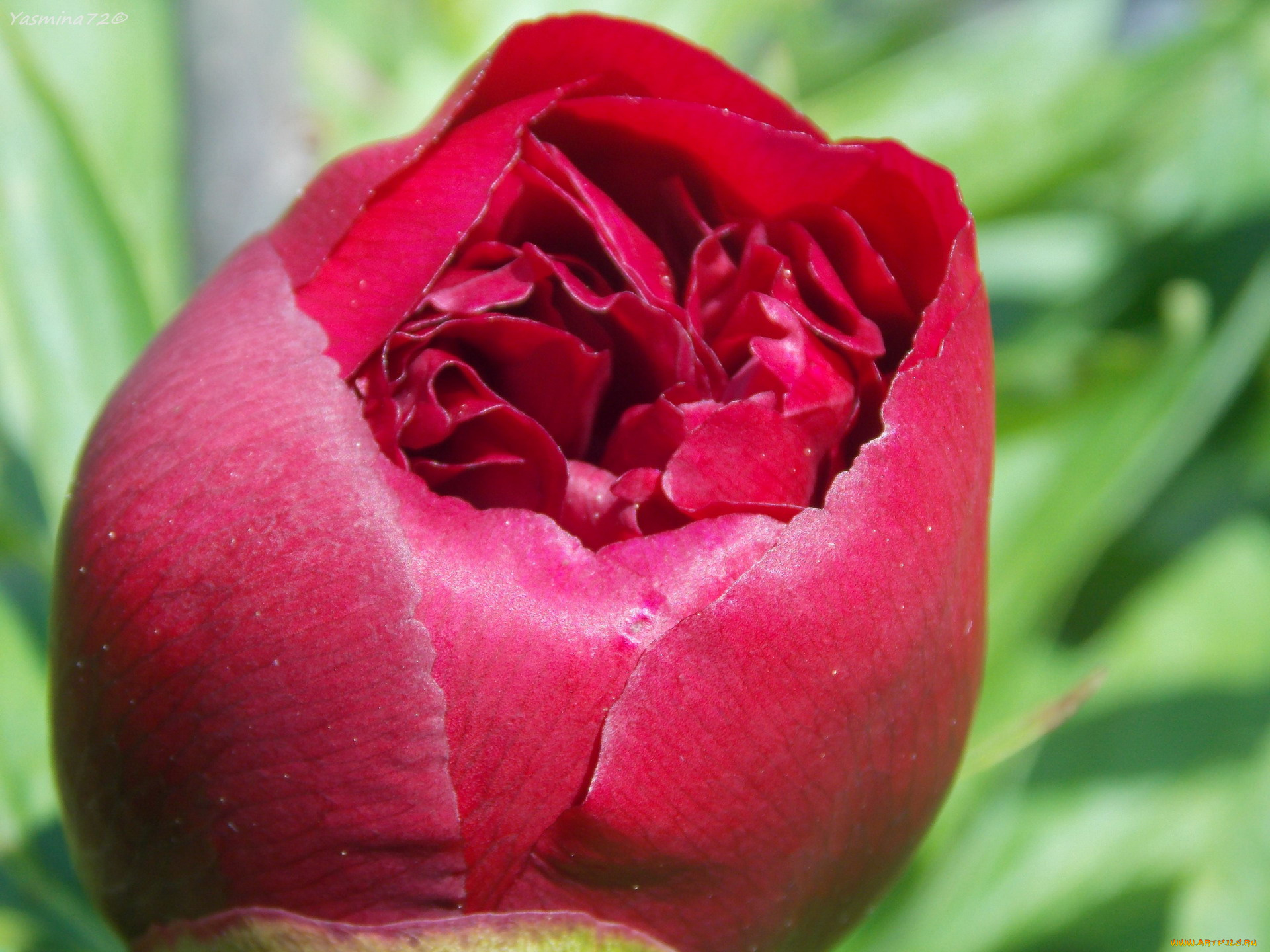 цветы, пионы, бутон