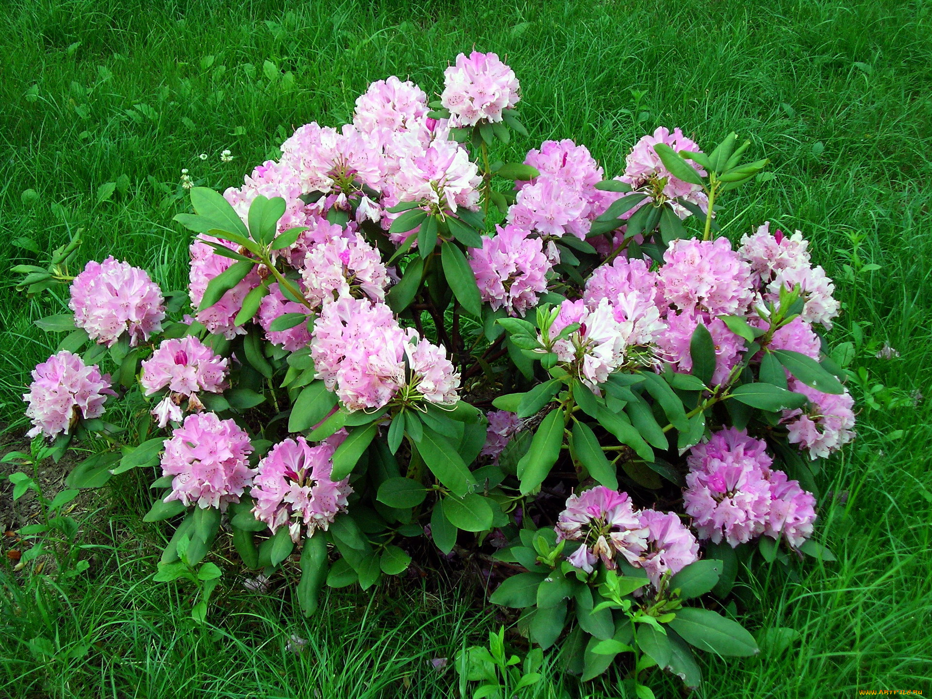 цветы, рододендроны, , азалии, розовый, куст, трава