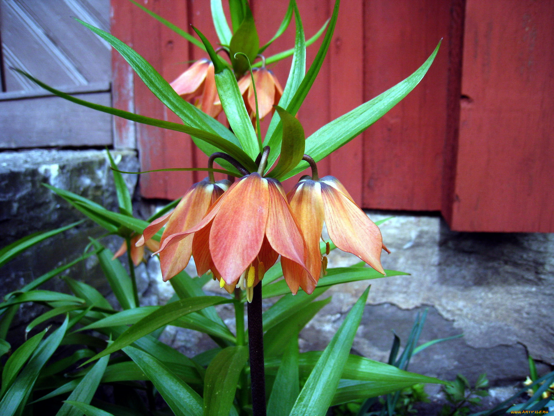 цветы, рябчики, экзотика