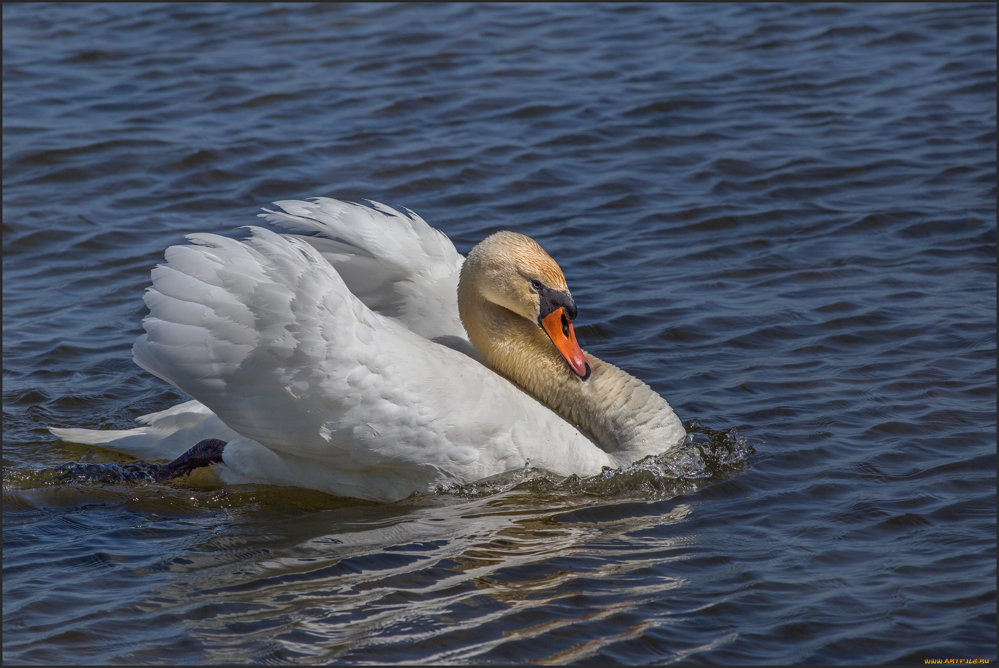 животные, лебеди, лебедь