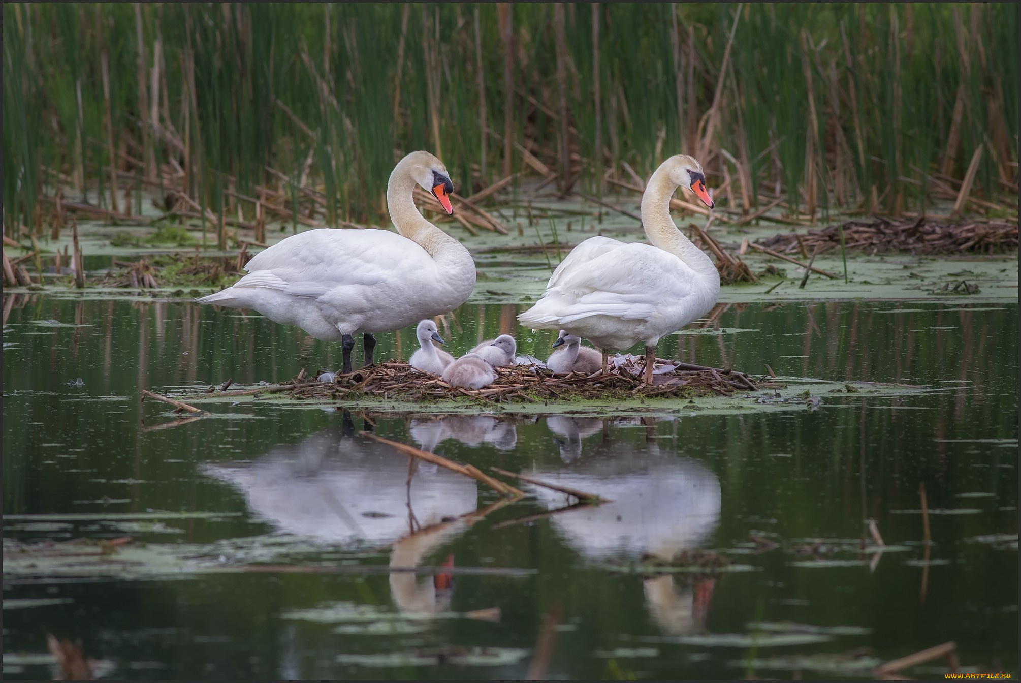животные, лебеди, гнездовье