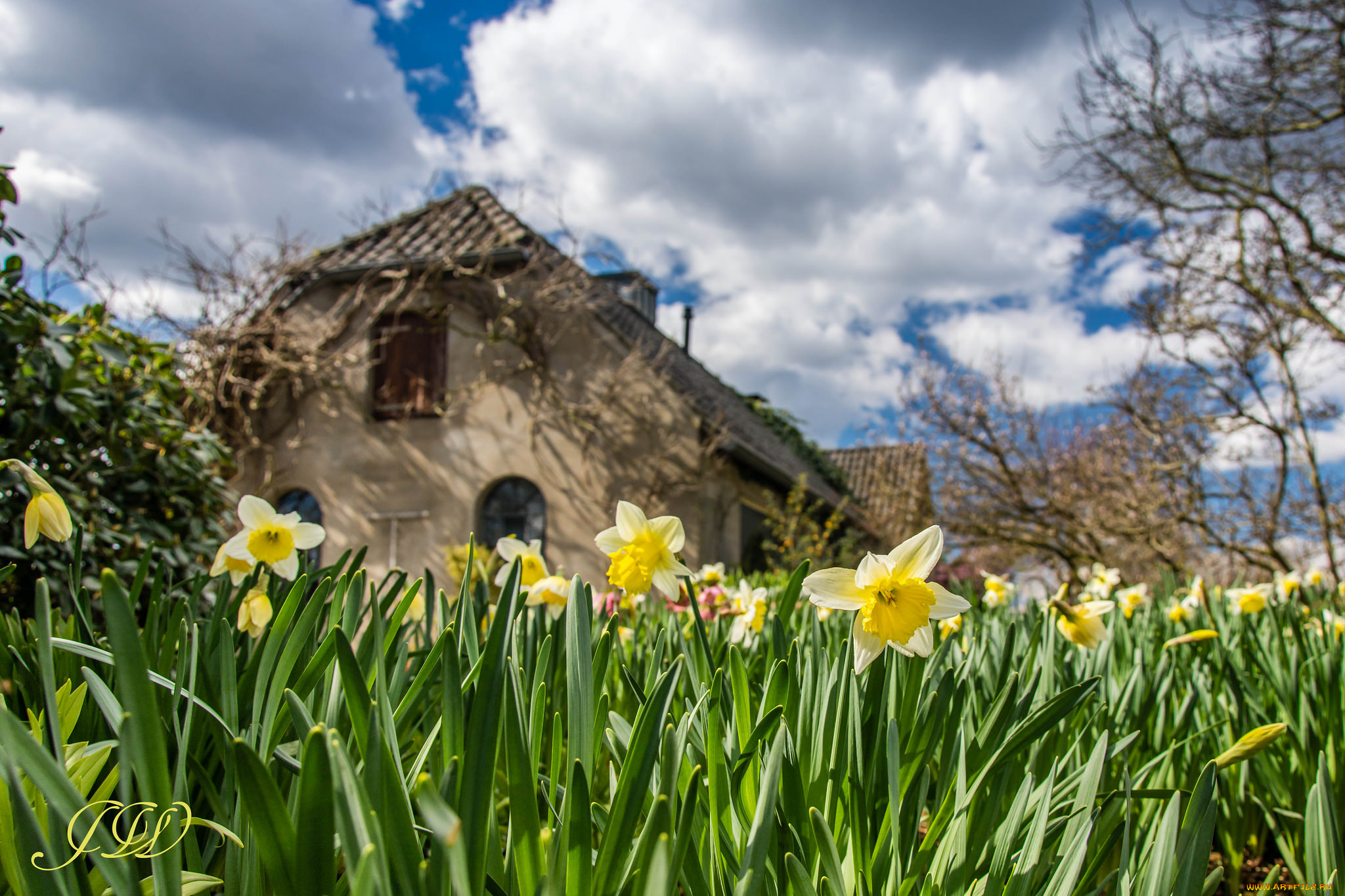 цветы, нарциссы, размытость, дом, весна