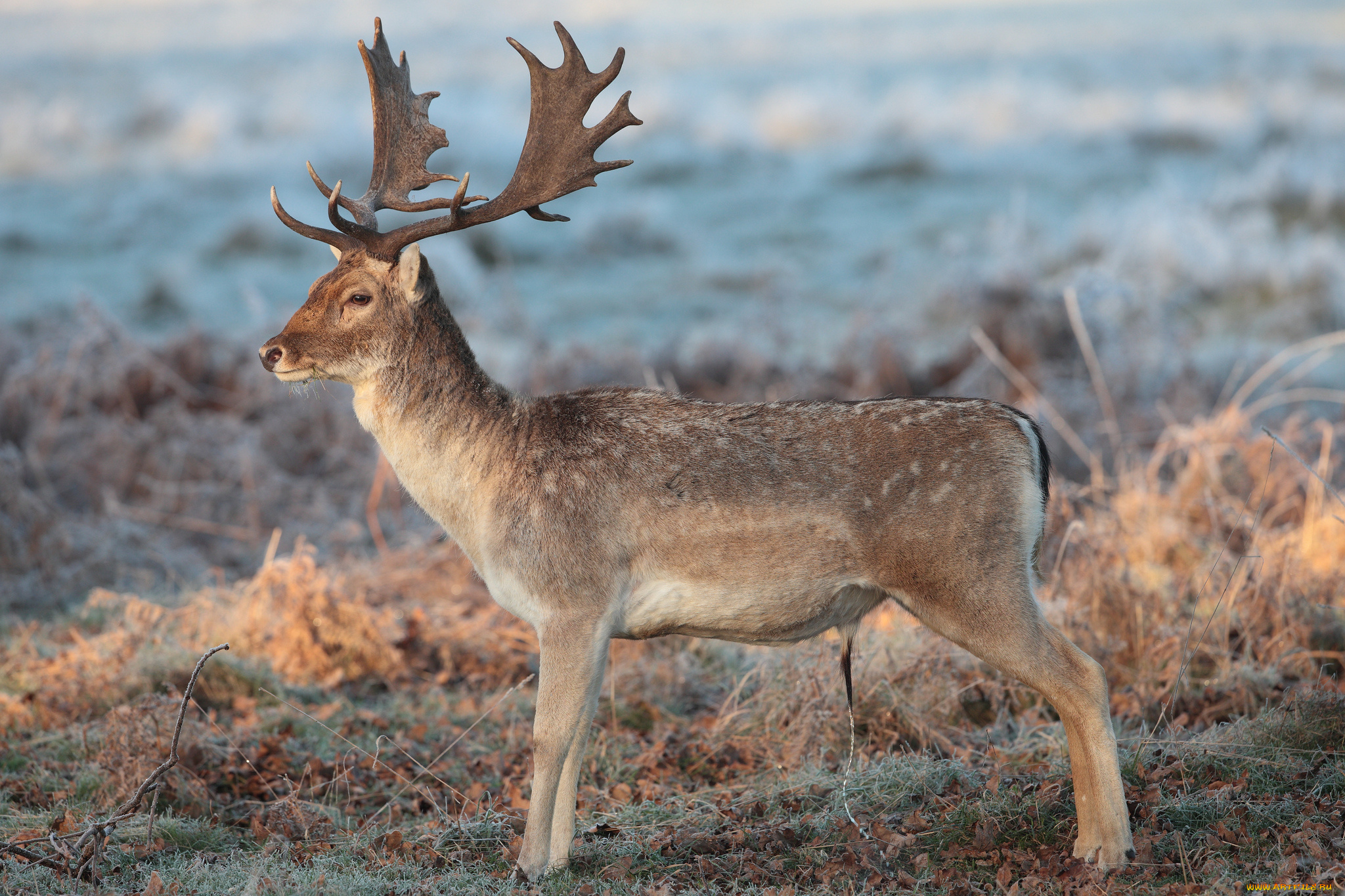 животные, олени, олень, рога