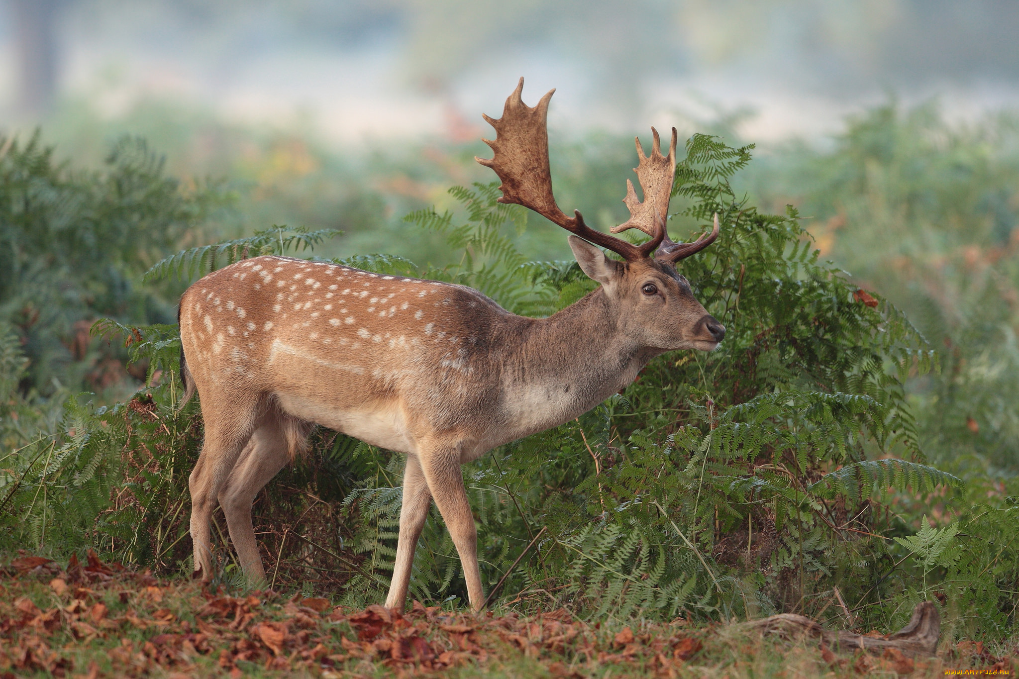 животные, олени, олень, рога