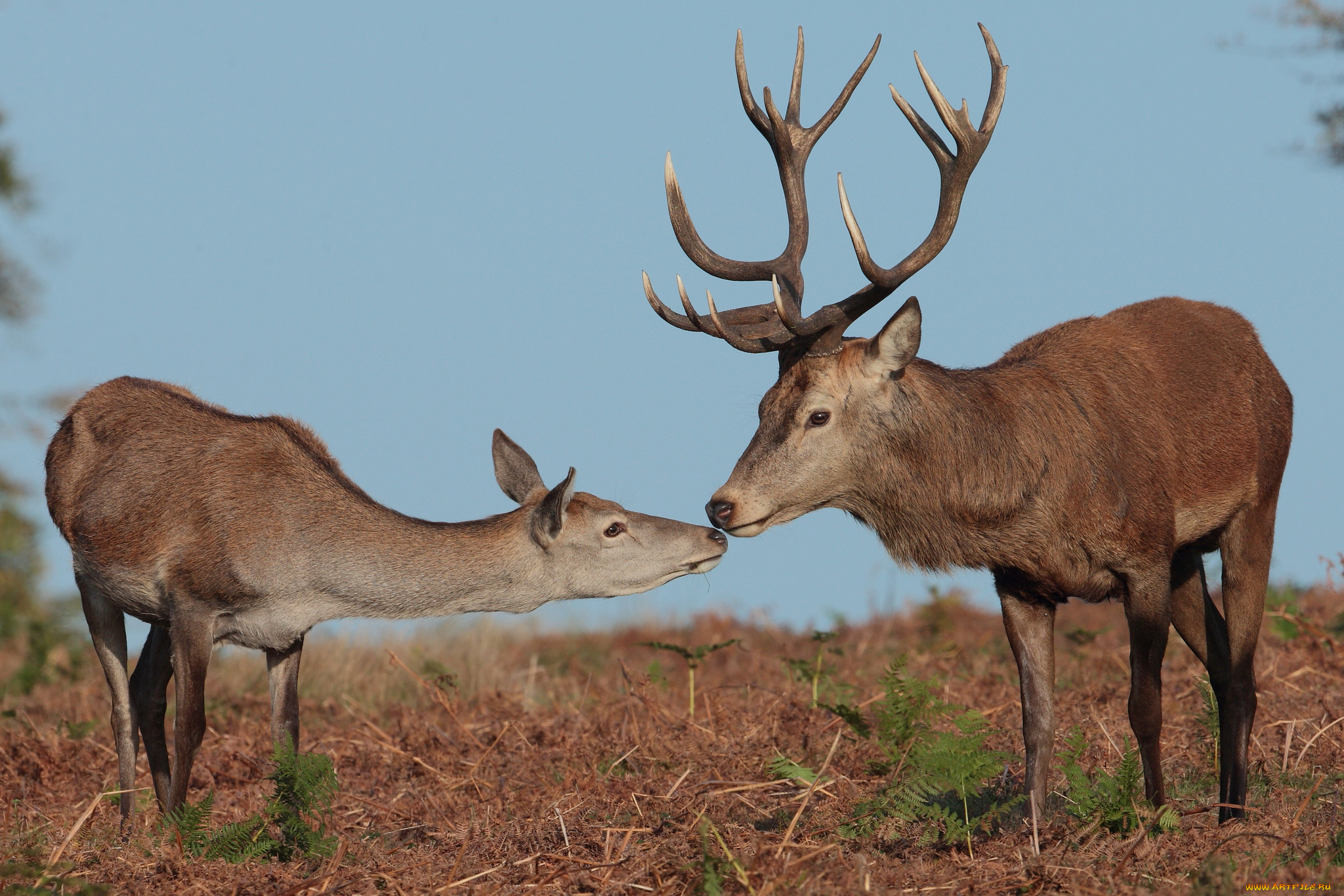 животные, олени, олень, рога