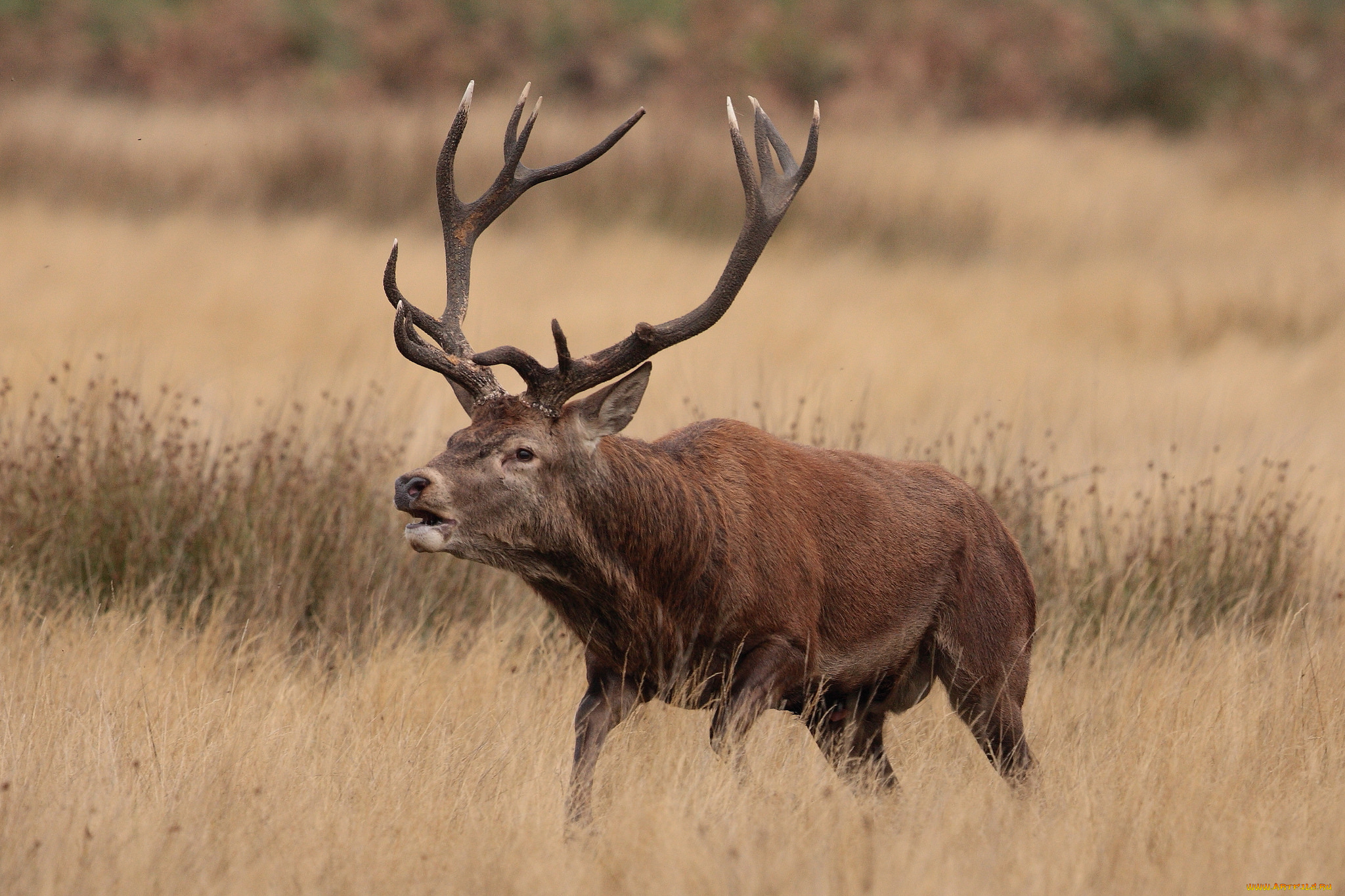 животные, олени, рога, олень