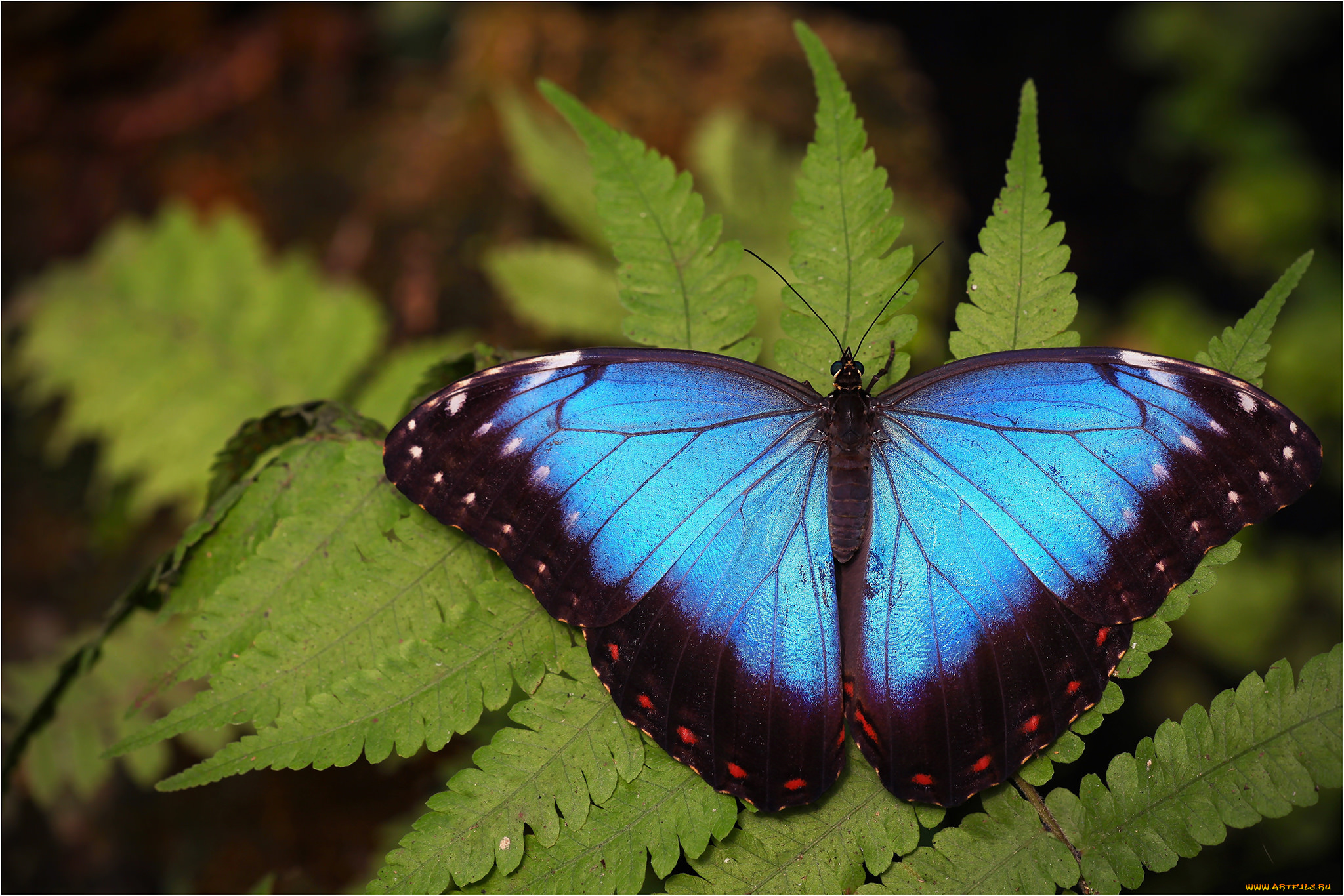 животные, бабочки, , мотыльки, , моли, бабочка