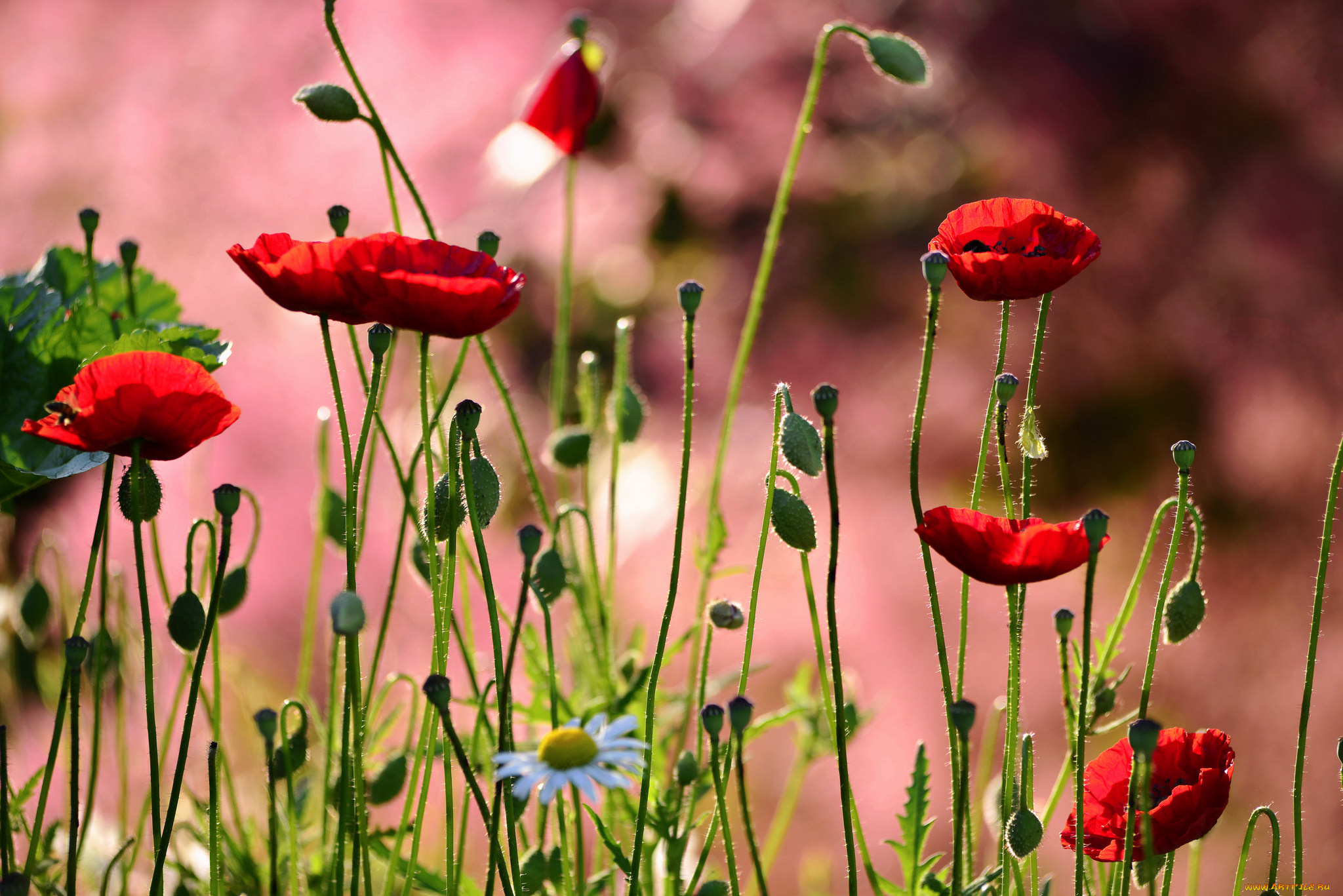 цветы, маки, луг, лепестки, ромашка