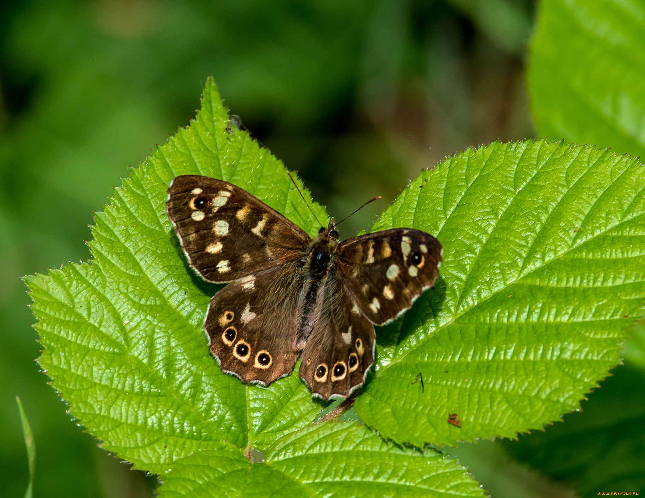животные, бабочки, , мотыльки, , моли, бабочка
