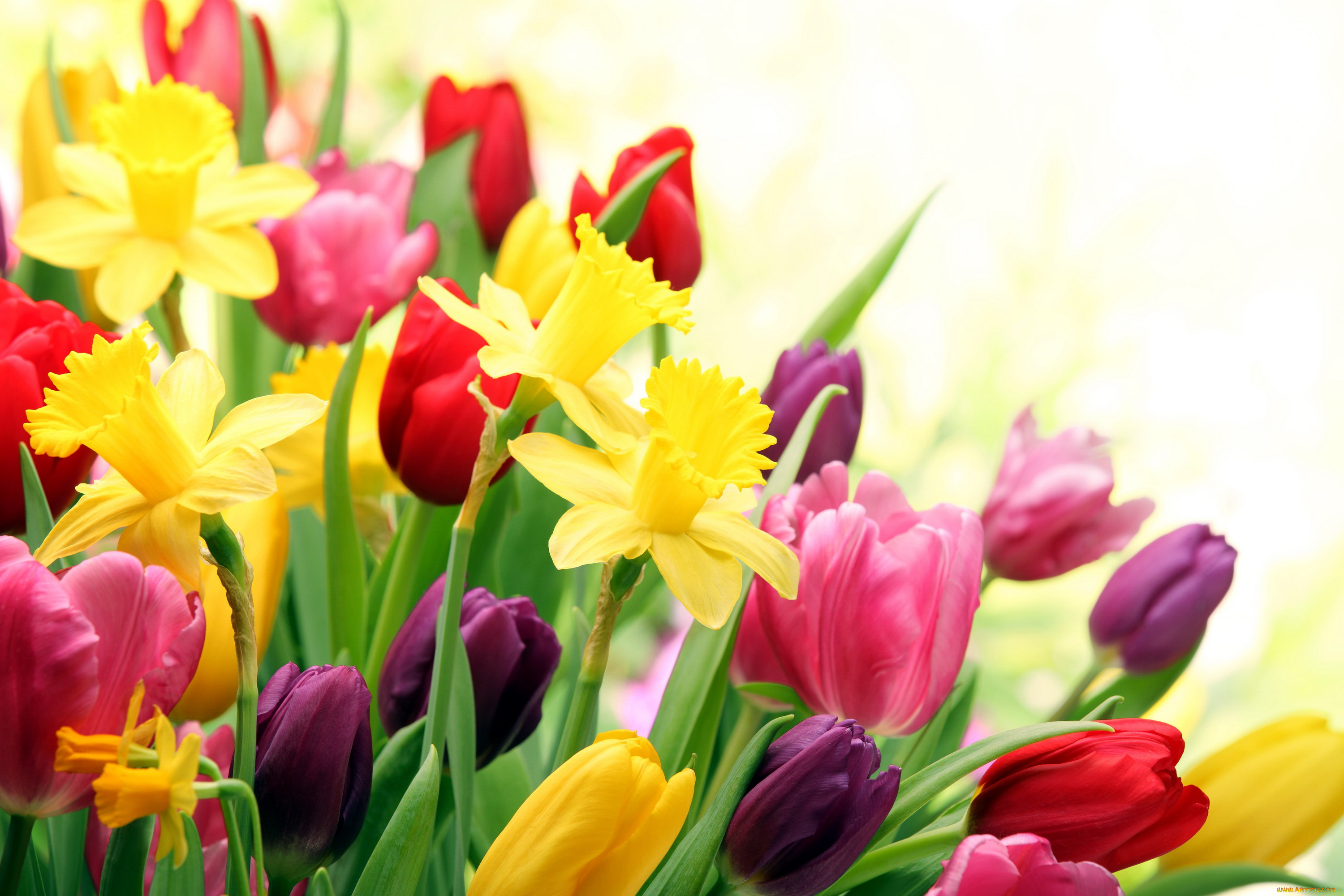 цветы, разные, вместе, тюльпаны, нарциссы