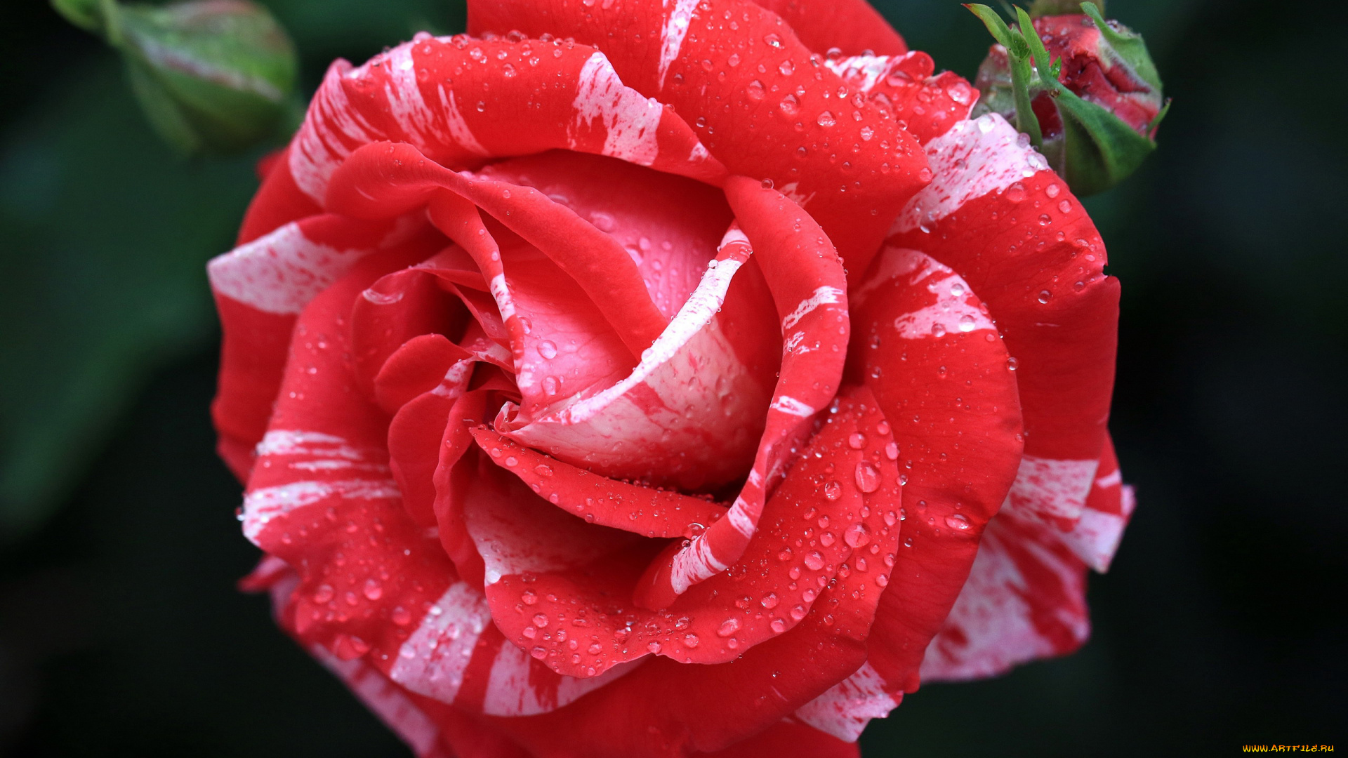 цветы, розы, пестрый, капли, макро